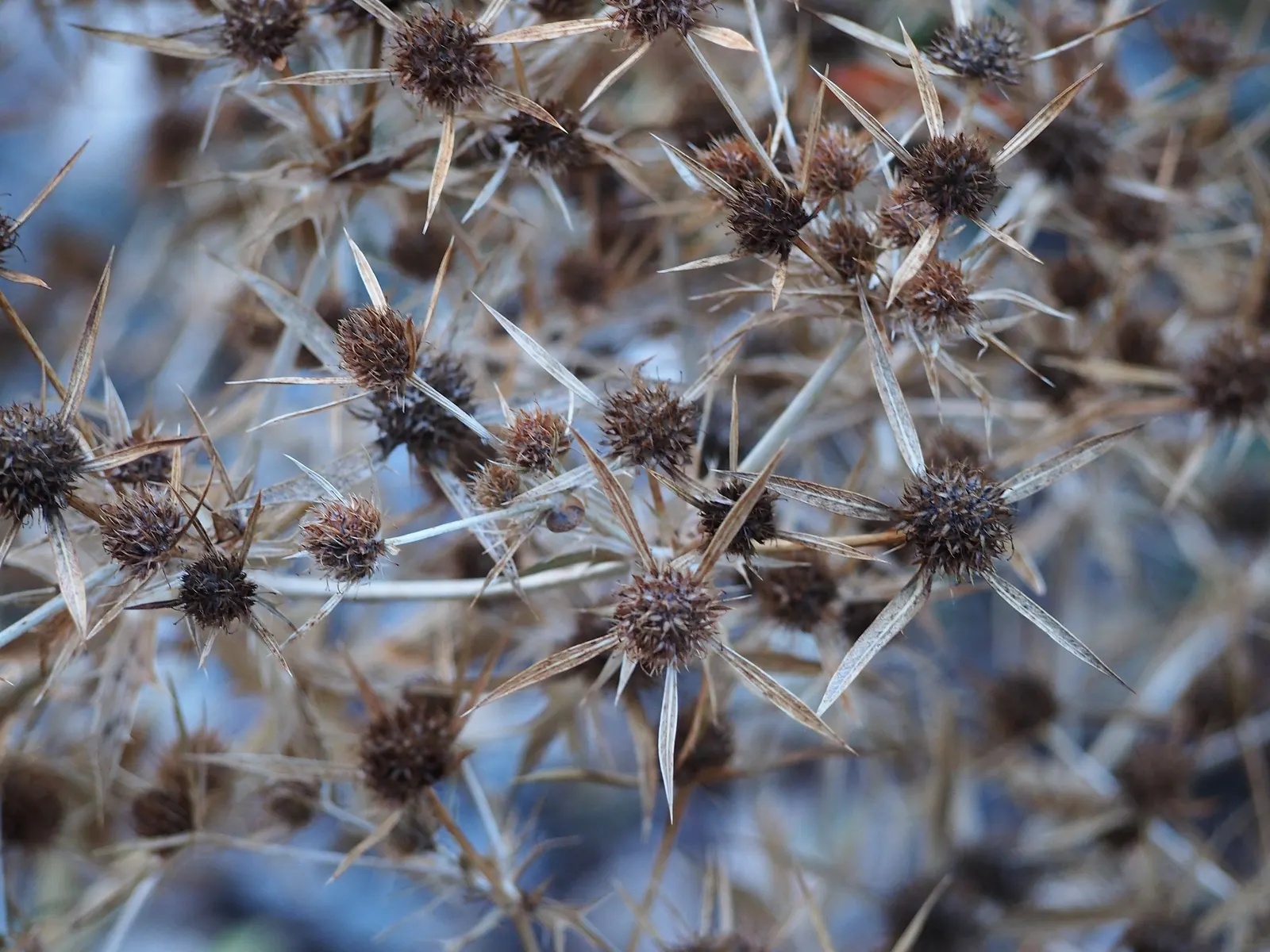 Blue Or False Sea Holly (Eryngium Planum) — scientifically known as Eryngium planum; the plant's deep taproot system can make it resilient but also, image 54