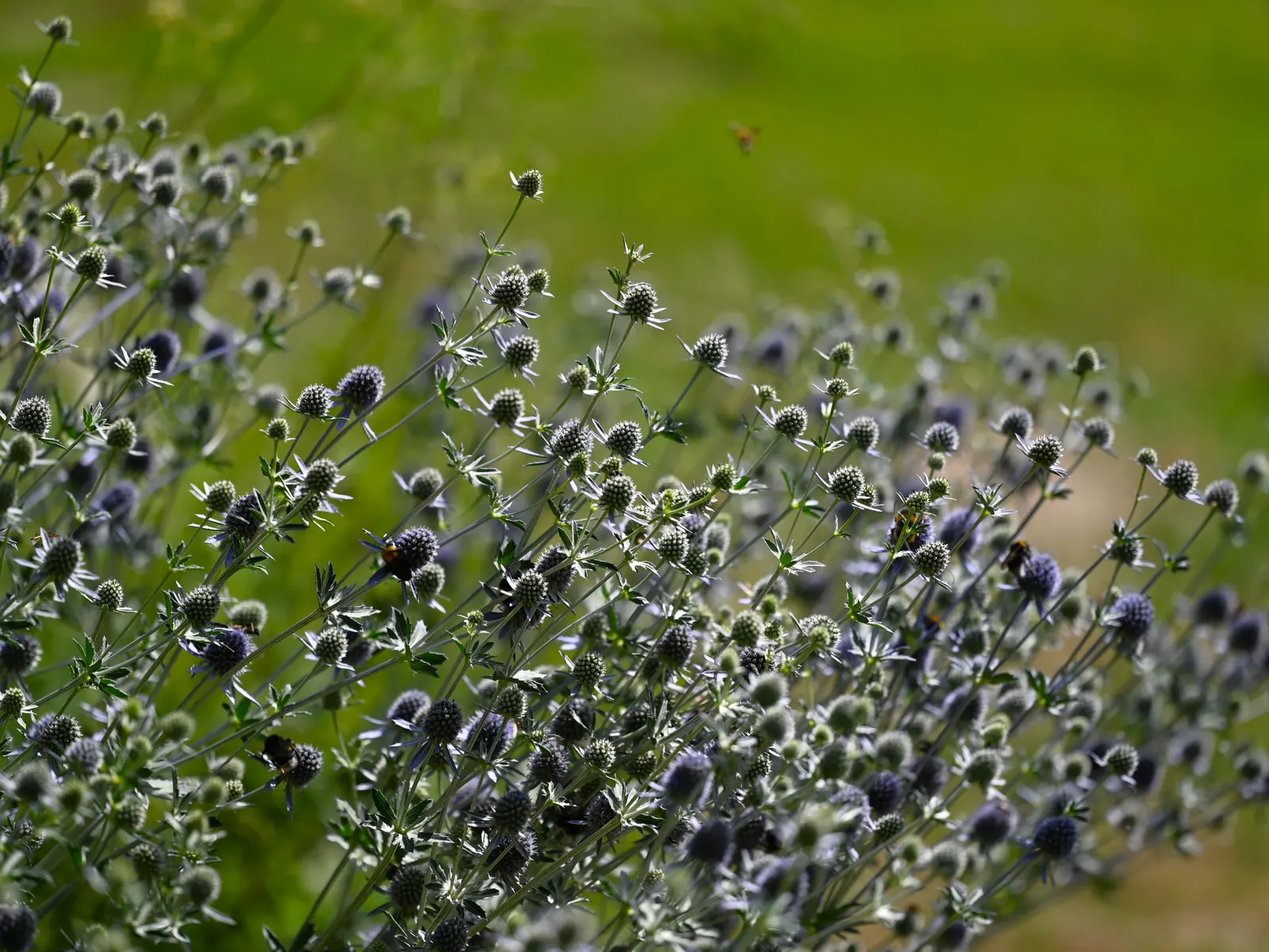 Blue Or False Sea Holly (Eryngium Planum) — perennial for full; eryngium planum offers architectural interest and a metallic shimmer