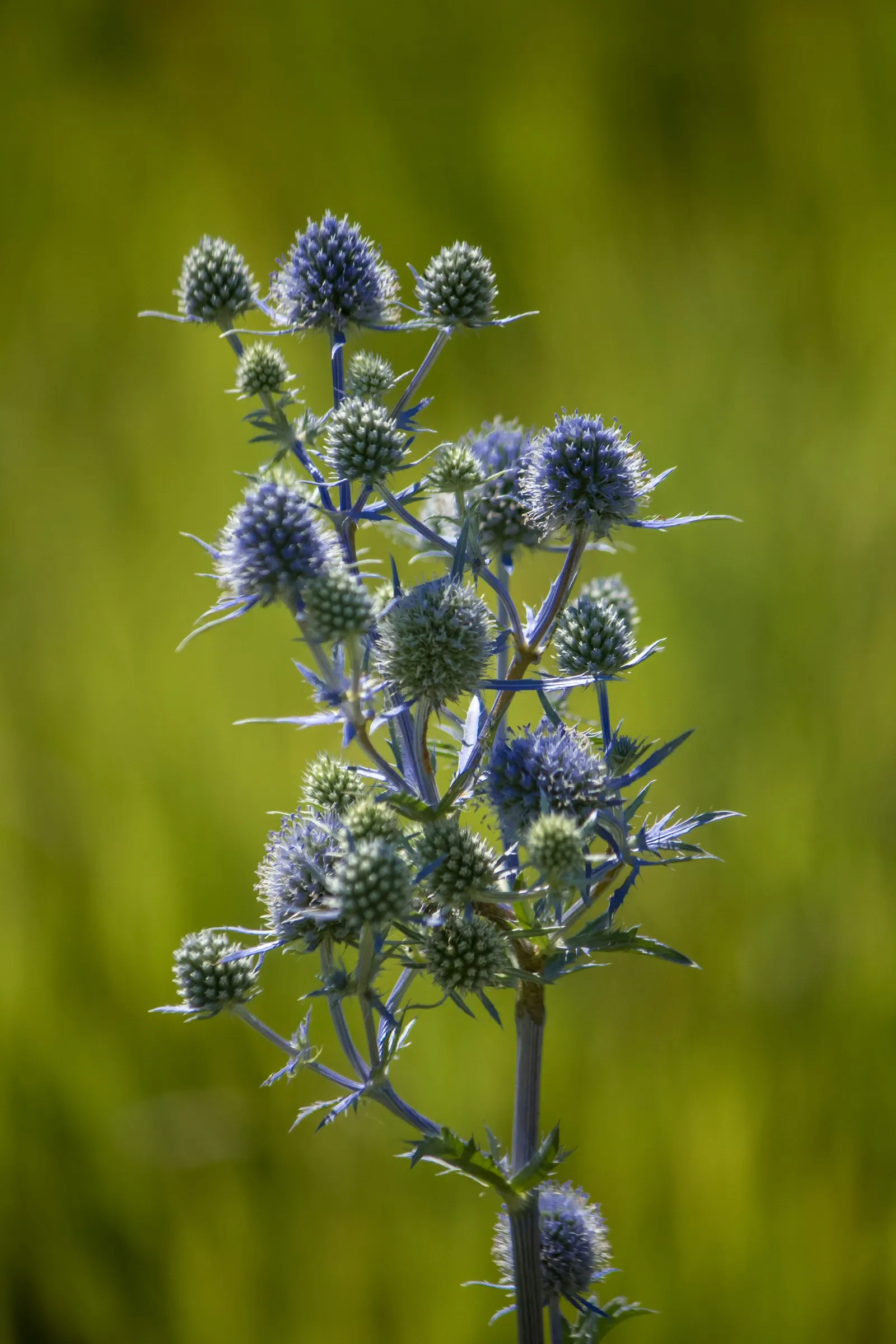 Blue Or False Sea Holly (Eryngium Planum) — including bees and butterflies