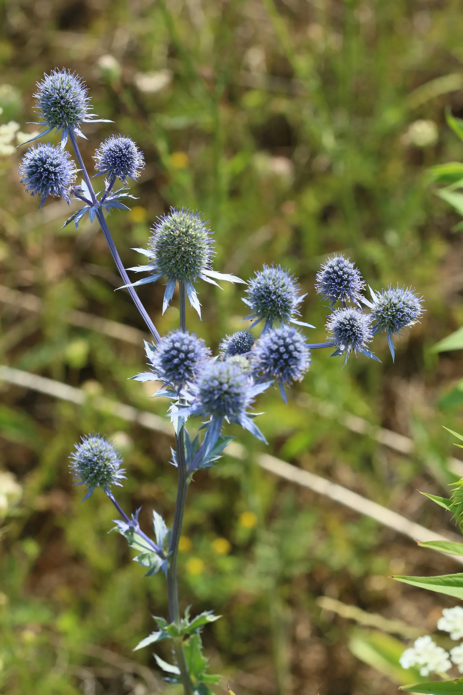 Blue Or False Sea Holly (Eryngium Planum) — making it a suitable candidate for xeriscaping