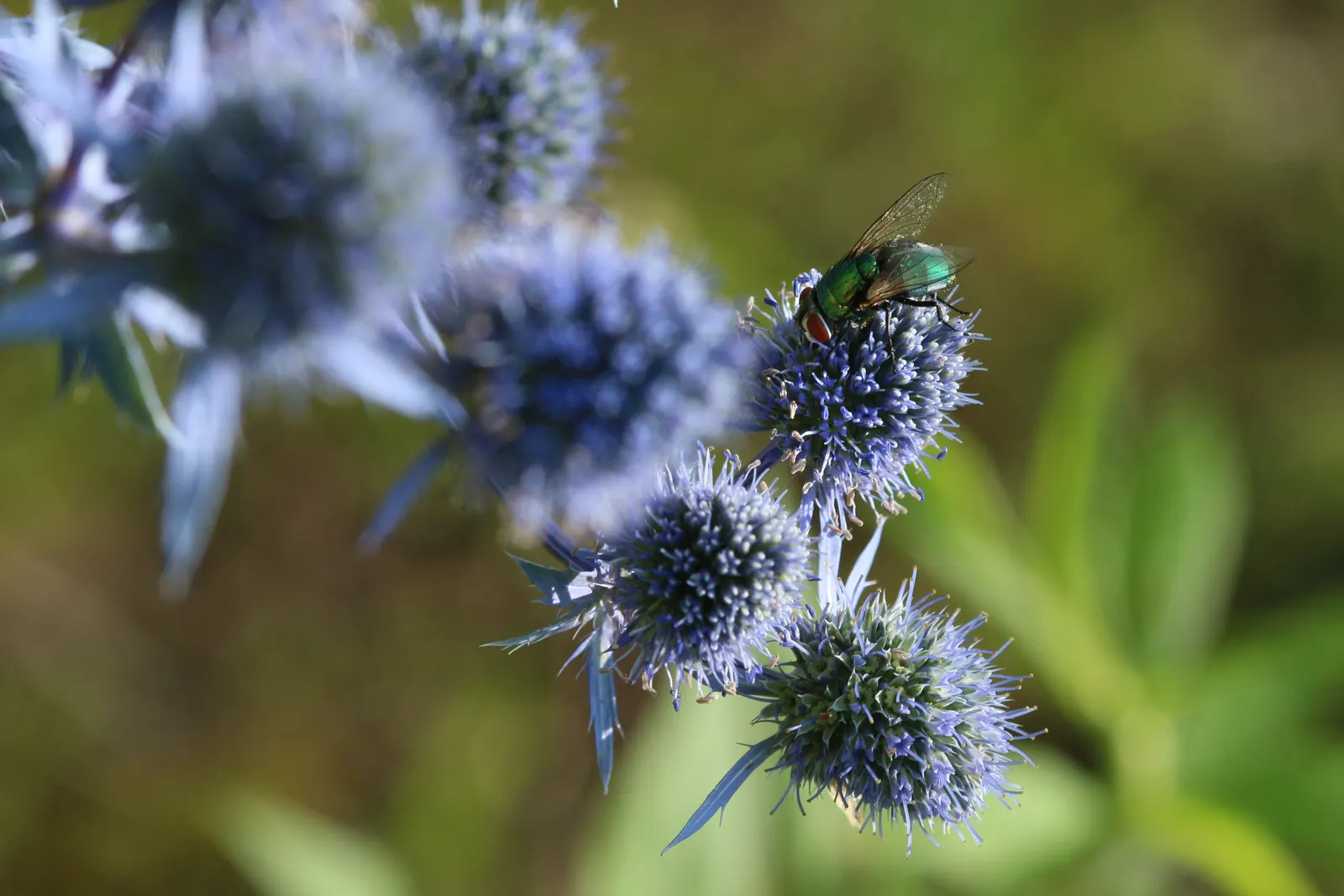 Blue Or False Sea Holly (Eryngium Planum) — or as a striking focal point