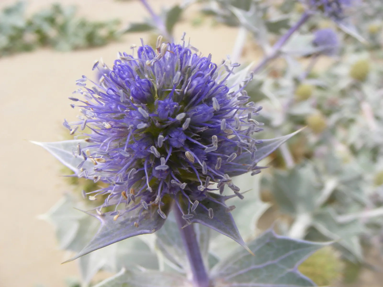 Blue Or False Sea Holly (Eryngium Planum) — and its nectar-rich flowers attract a plethora of pollinators