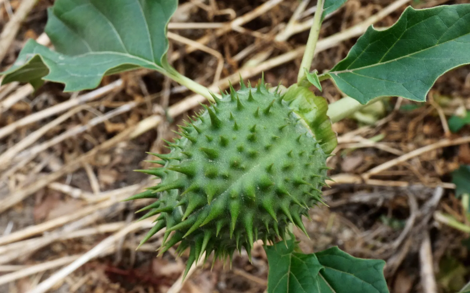 Blue Or False Sea Holly (Eryngium Planum) — while its spiny foliage deters deer