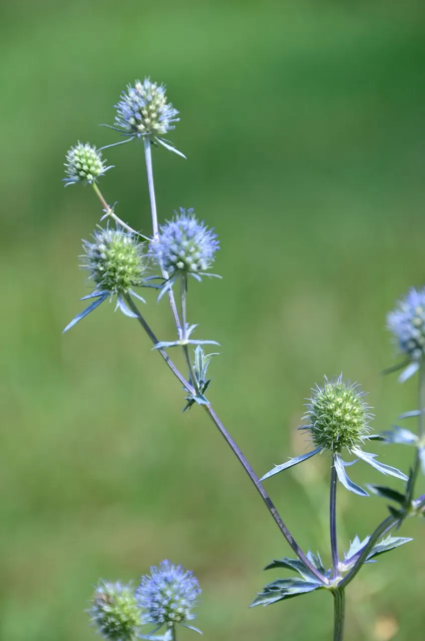 Blue Or False Sea Holly (Eryngium Planum) — The plant's deep taproot system can make it resilient but also challenging to transplant