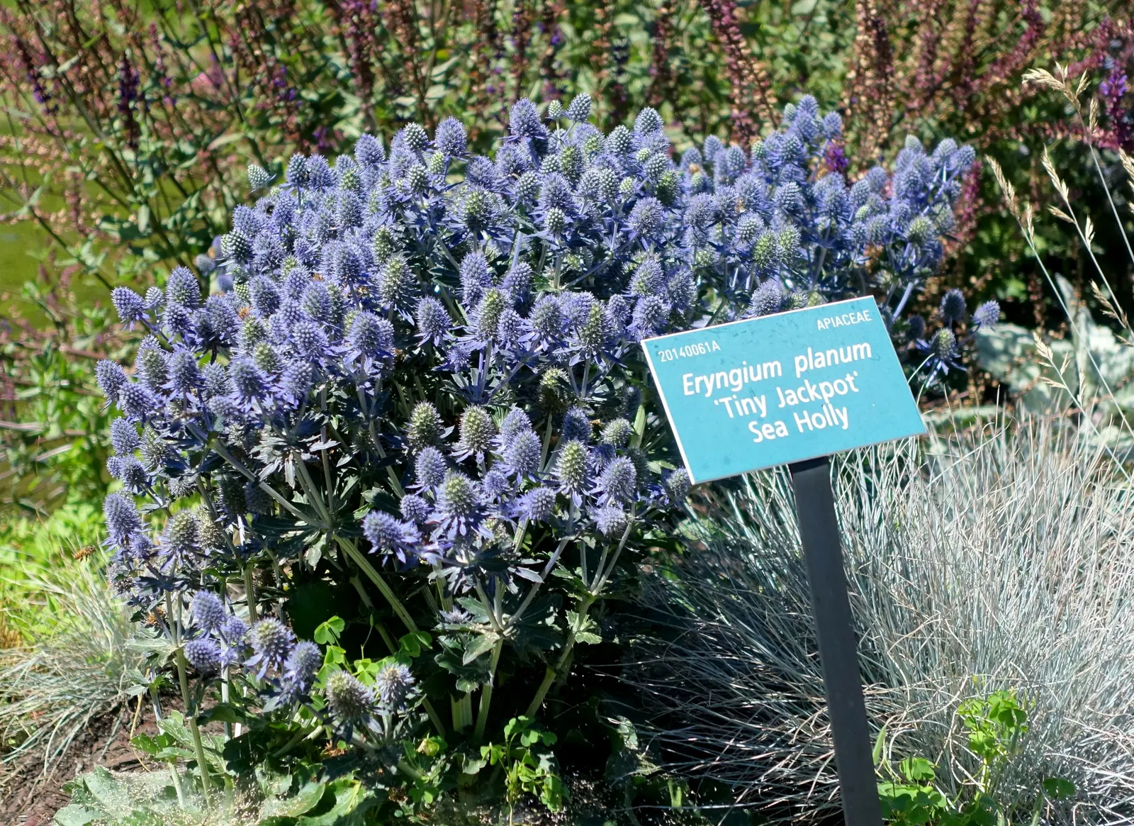 Blue Or False Sea Holly (Eryngium Planum) — This drought-tolerant plant thrives in full sun and well-drained soil