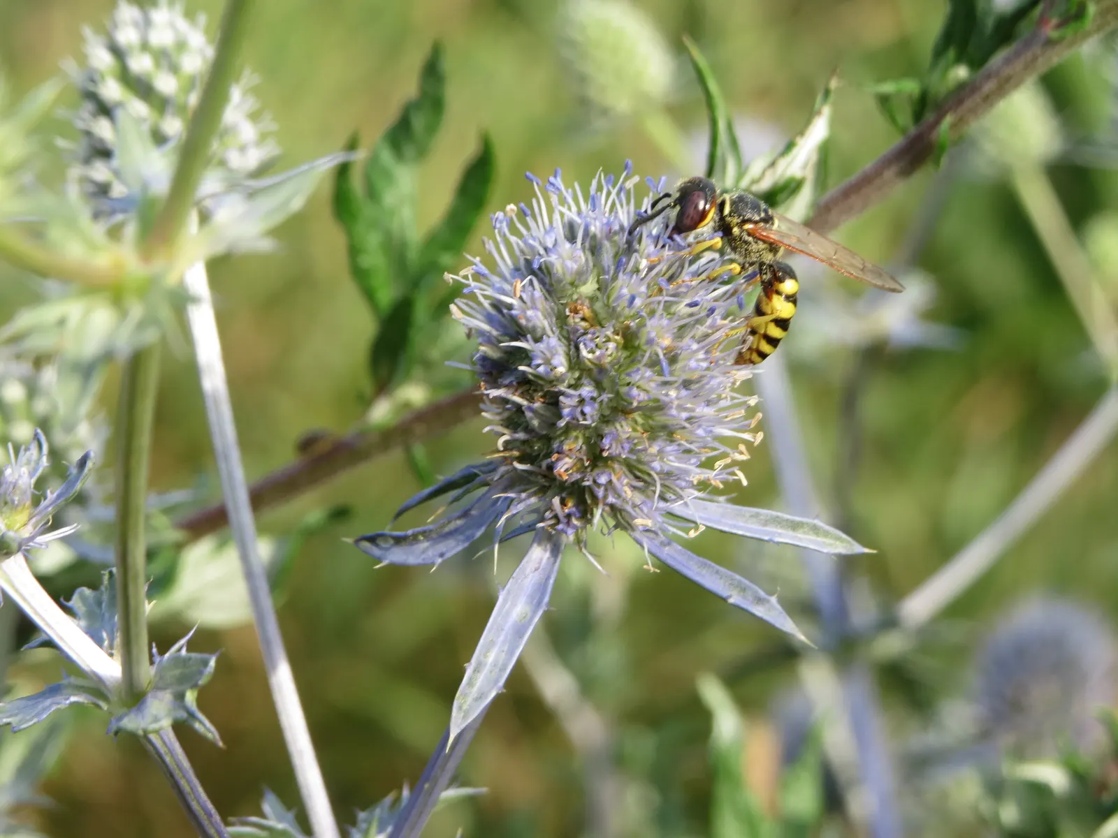 Blue Or False Sea Holly (Eryngium Planum) — intense blue to violet flowers