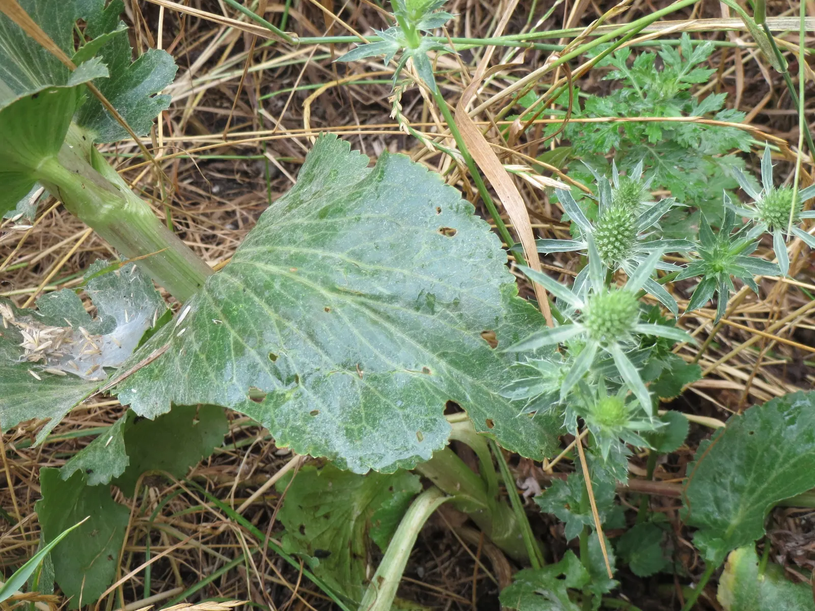 Blue Or False Sea Holly (Eryngium Planum) — It prefers full sun exposure and flourishes in well-drained soil