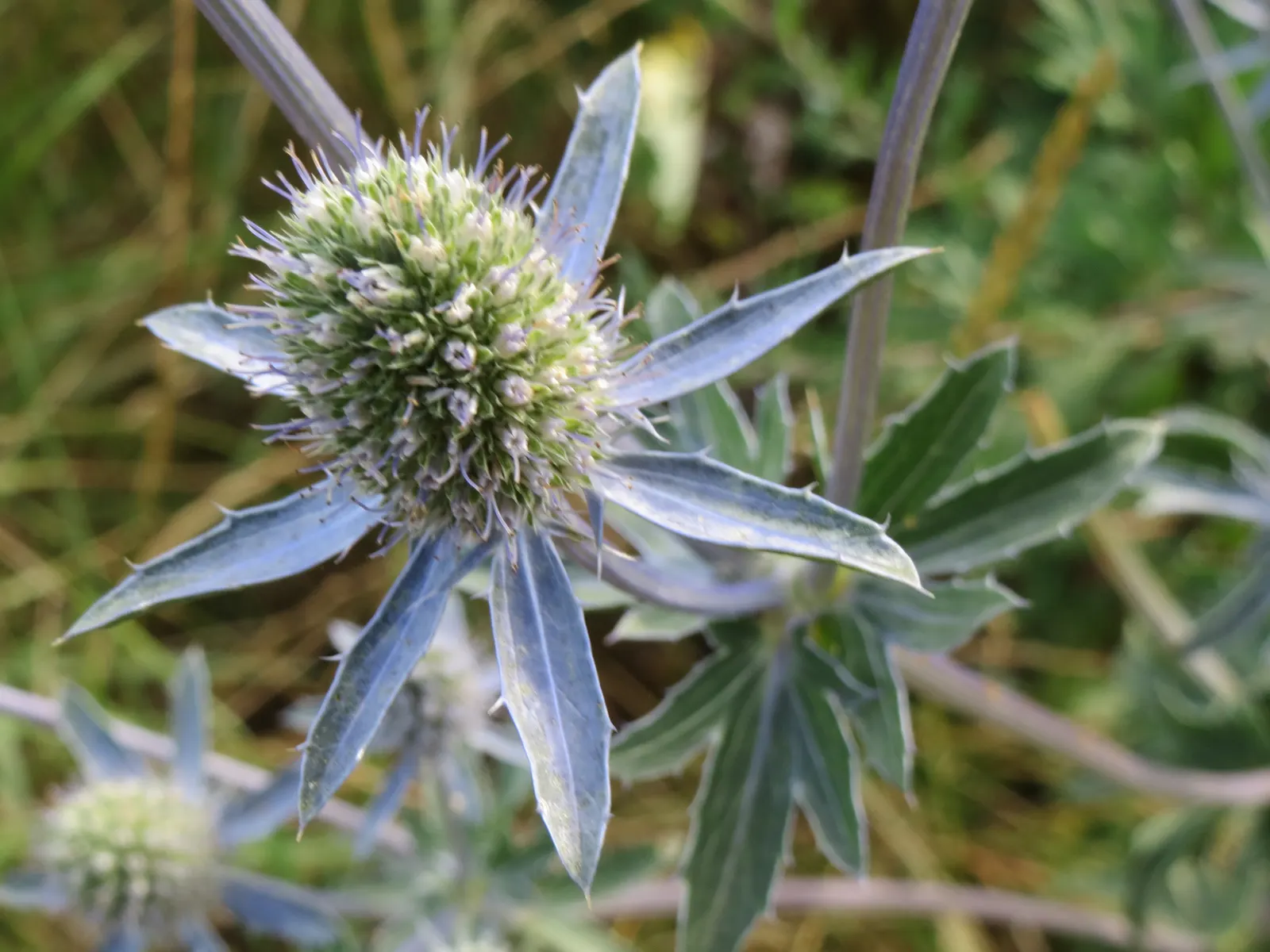 Blue Or False Sea Holly (Eryngium Planum) — scientifically known as Eryngium planum