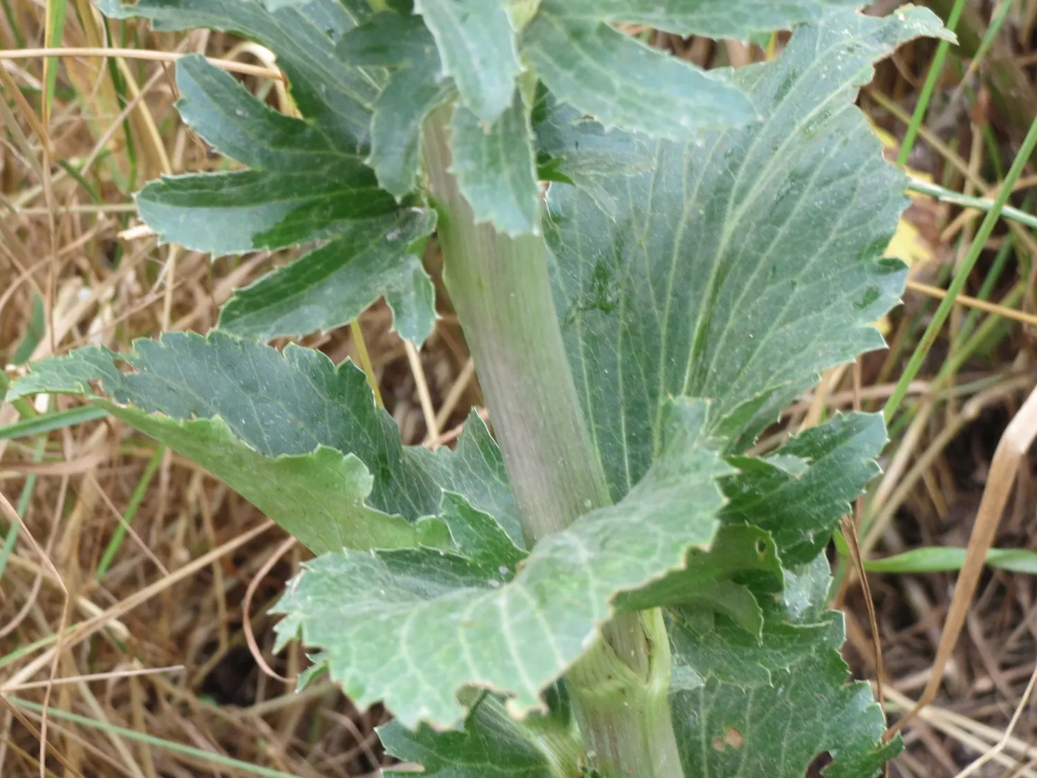 Blue Or False Sea Holly (Eryngium Planum) — tolerating drought conditions once established