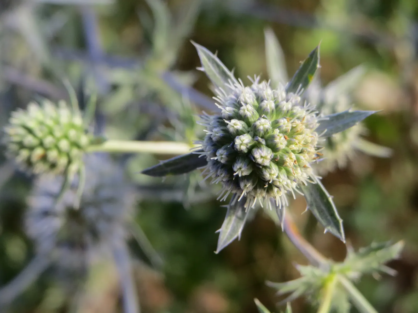 Blue Or False Sea Holly (Eryngium Planum) — which are surrounded by spiky