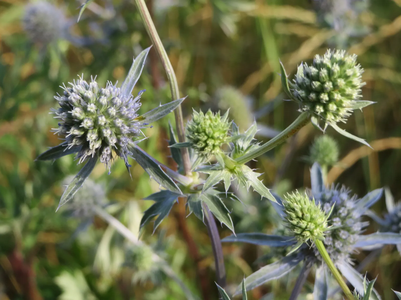 Blue Or False Sea Holly (Eryngium Planum) — This hardy plant is characterized by its thistle-like