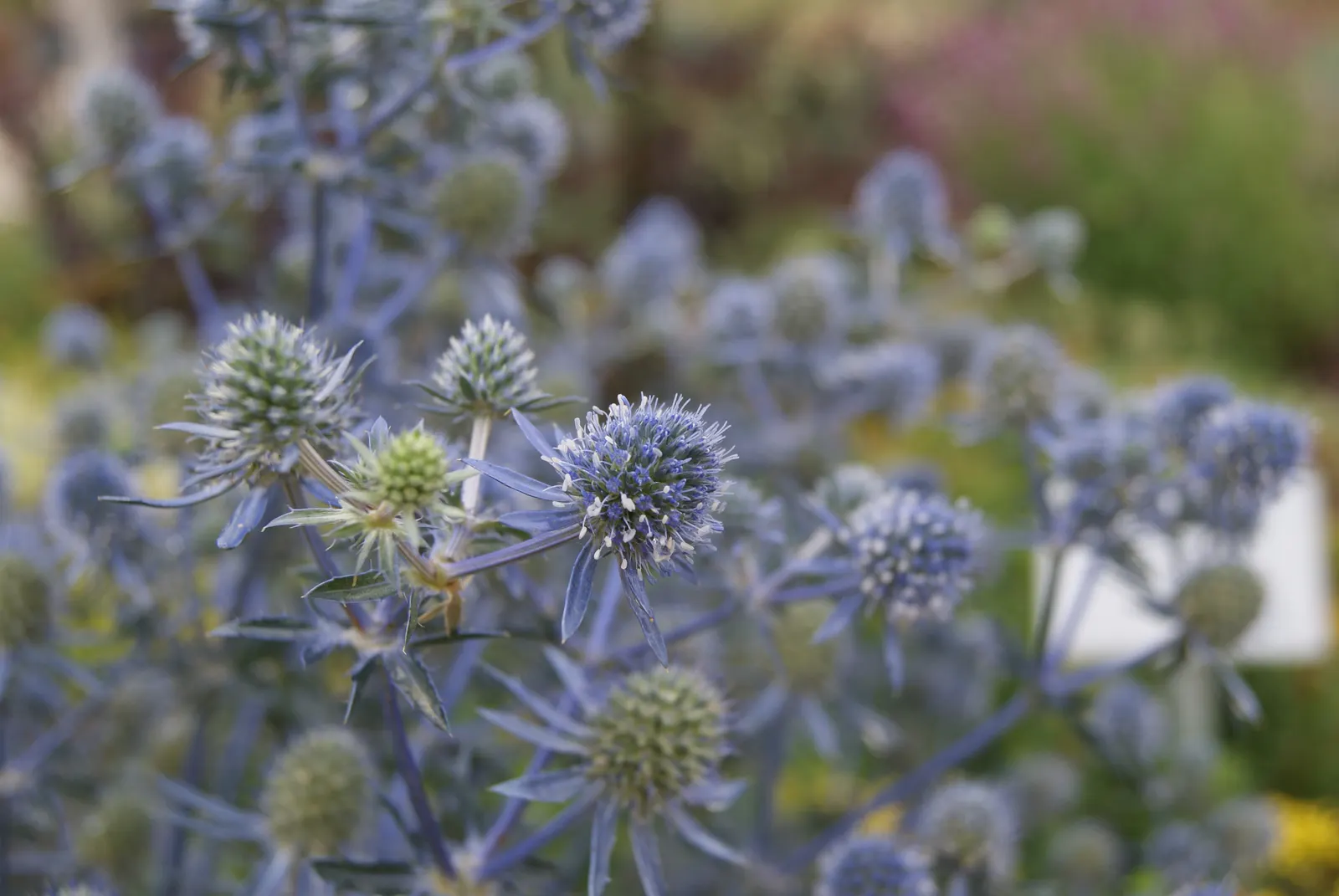 Blue Or False Sea Holly (Eryngium Planum) — Its texture and color add distinct contrast to any garden composition