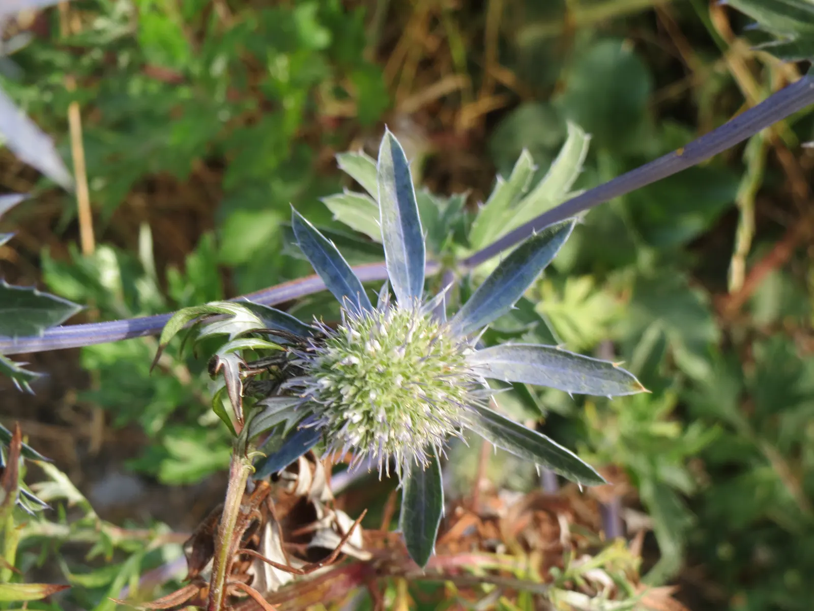 Blue Or False Sea Holly (Eryngium Planum) — thriving in USDA Hardiness Zones 5 to 9