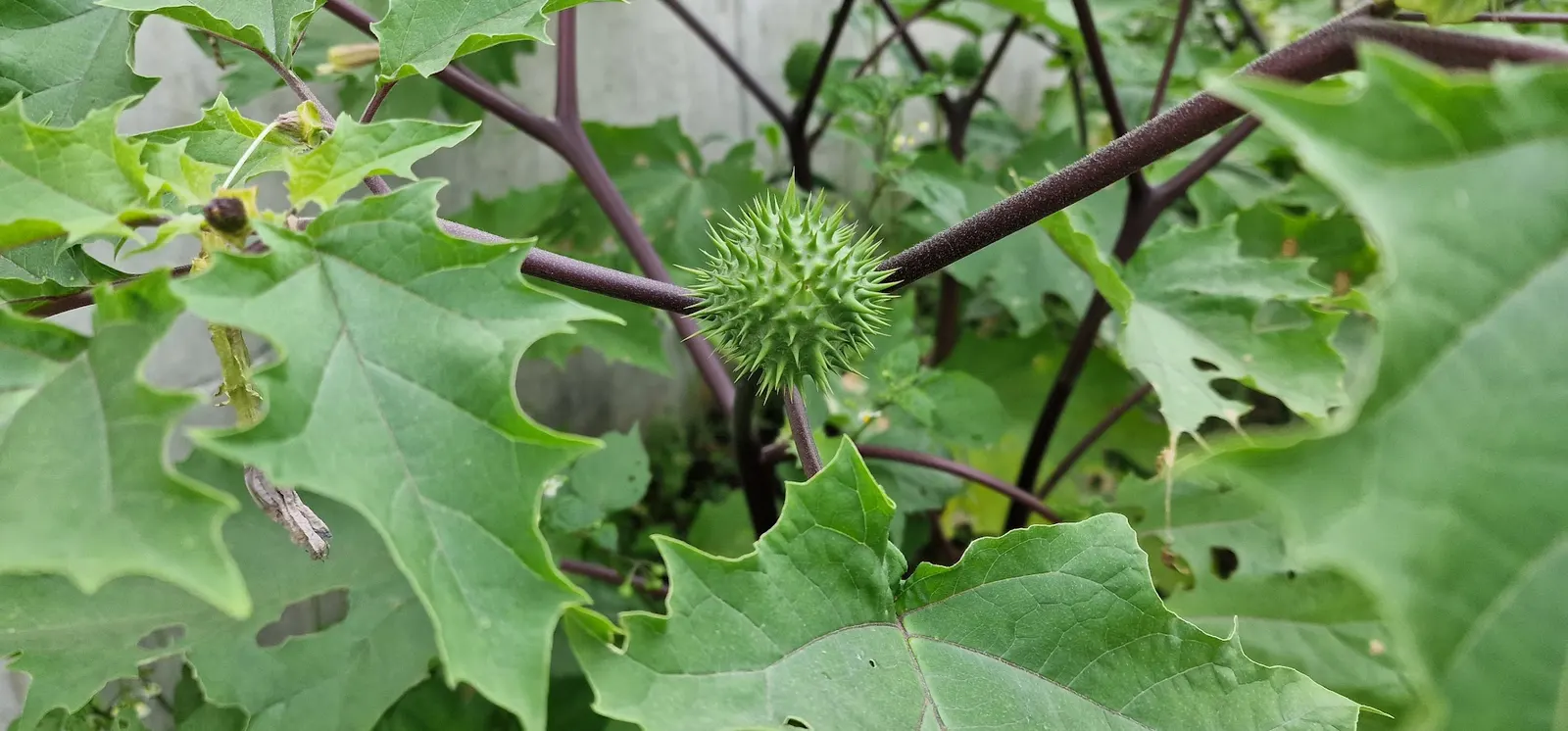 Blue Or False Sea Holly (Eryngium Planum) — so selecting the right location initially is important.<br><br>Blooming occurs from early to late summer