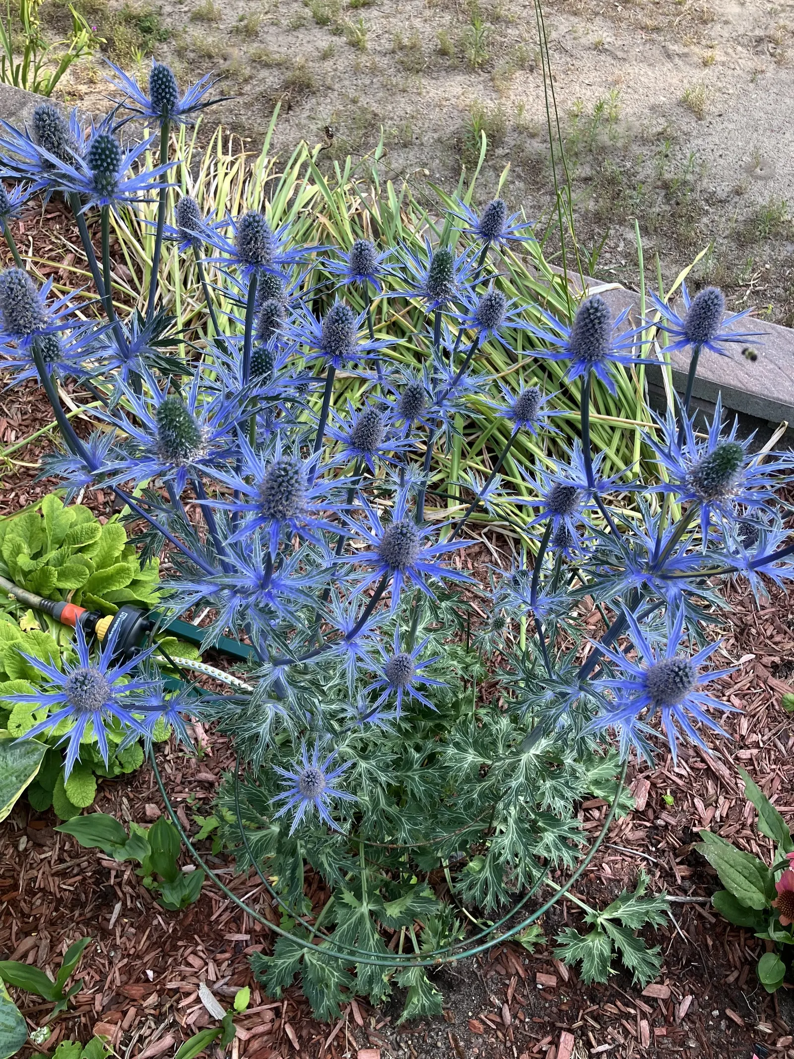 Blue Or False Sea Holly (Eryngium Planum) — producing thistle-like blooms from mid to late summer