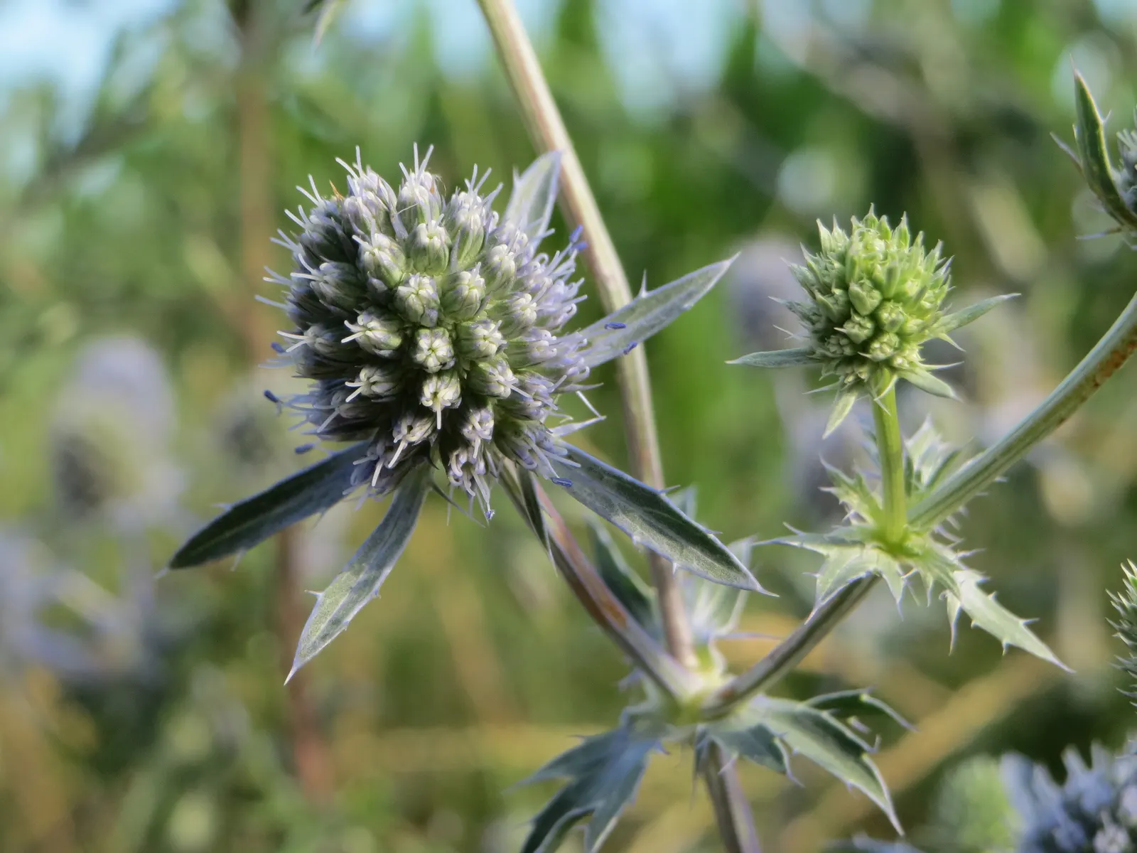 Blue Or False Sea Holly (Eryngium Planum) — is a striking perennial that offers a unique texture and color to any landscape design
