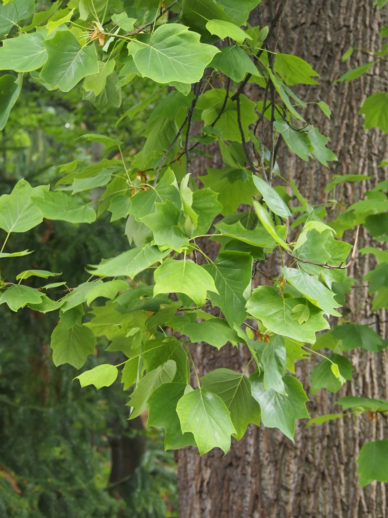 Tulip Tree (Liriodendron Tulipifera) — Careful consideration should be given to its placement due to its large size at maturity; green and yellow, image 112