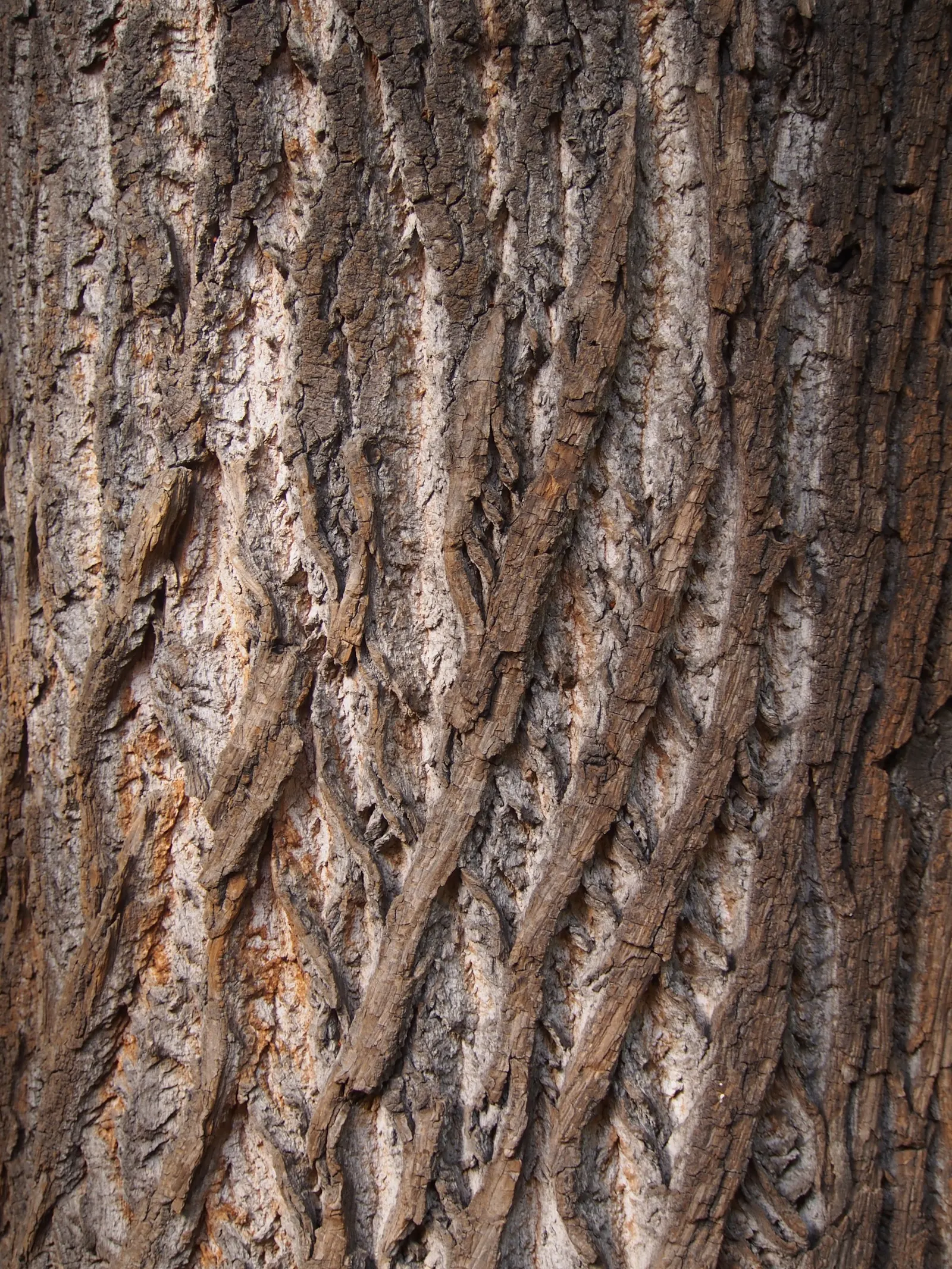 Tulip Tree (Liriodendron Tulipifera) — and moist soil conditions; it requires ample space for growth, both above and below ground, as it possesses, image 78