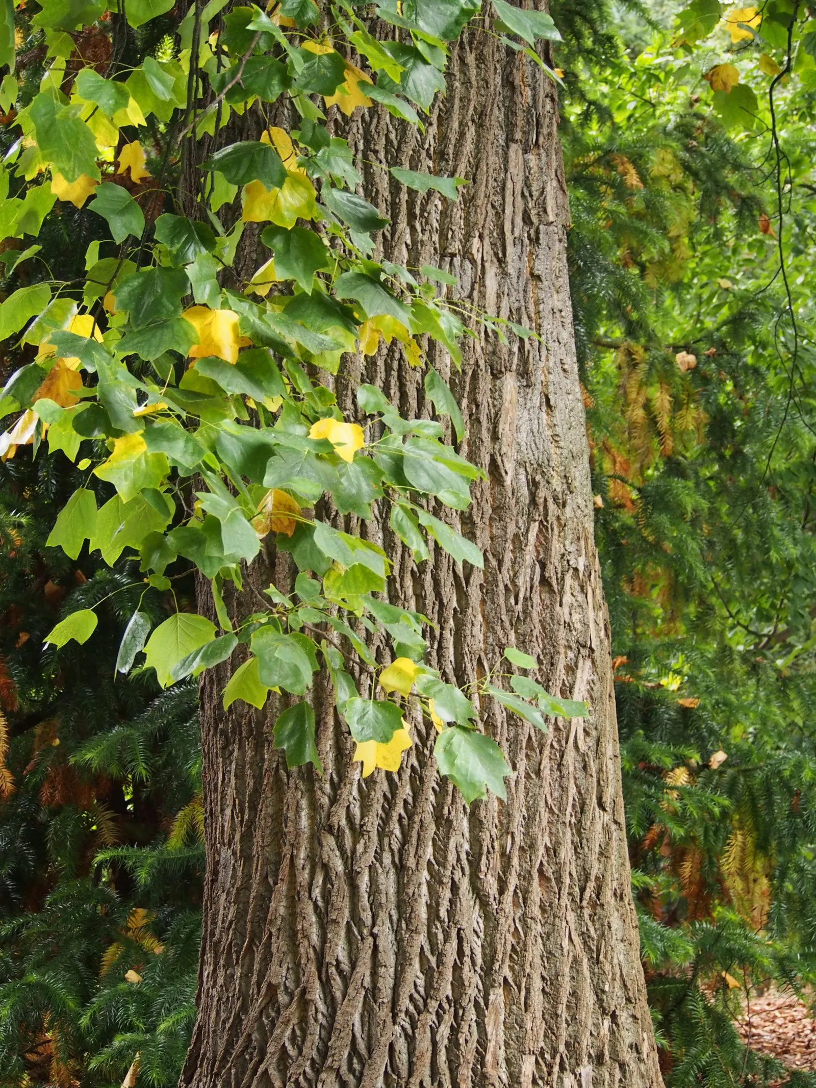 Tulip Tree (Liriodendron Tulipifera) — commanding attention with its statuesque form and elegant beauty