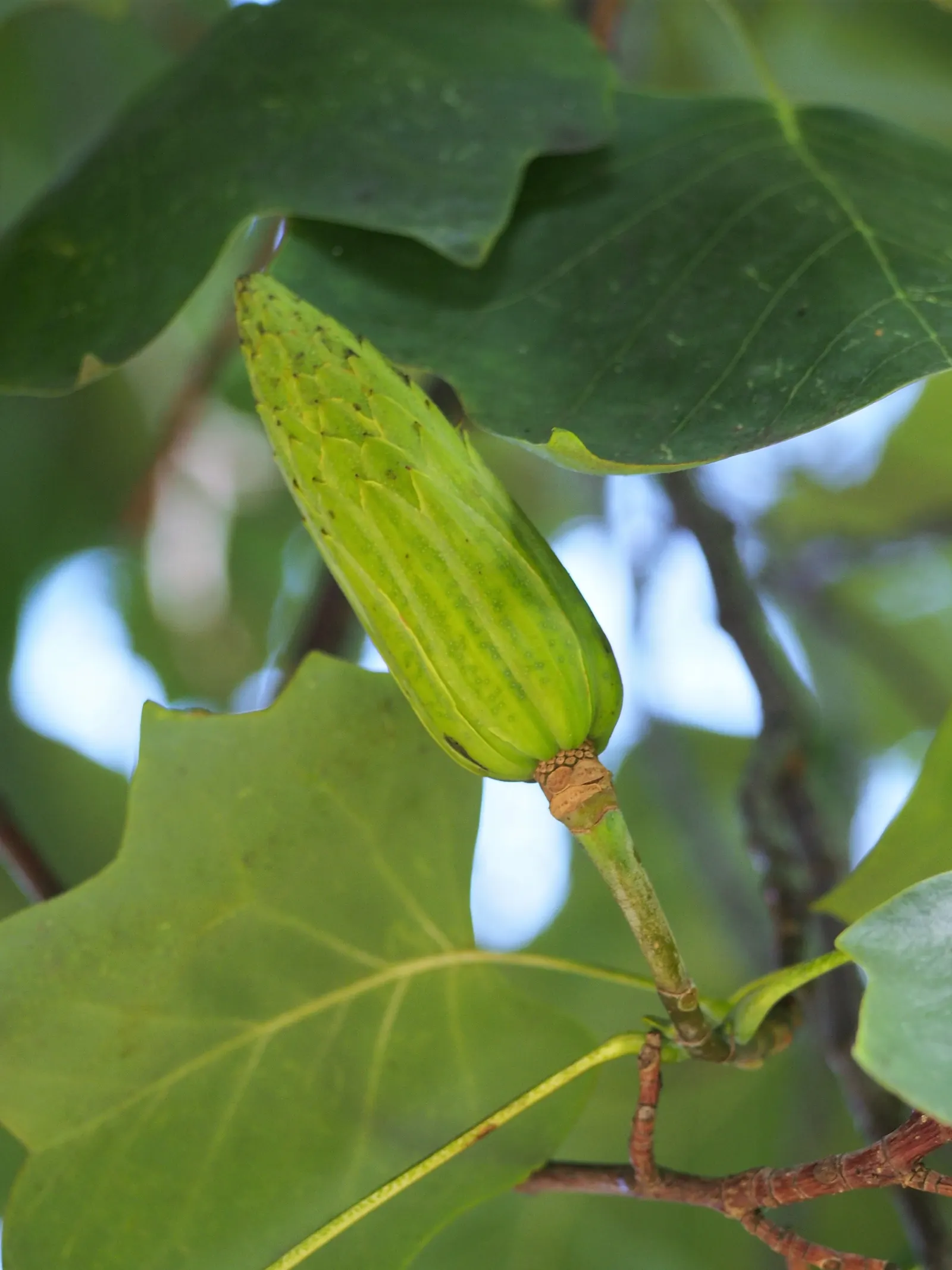Tulip Tree (Liriodendron Tulipifera) — tree for full; making it more suitable for sizable estates or public parks rather than small residential, image 145