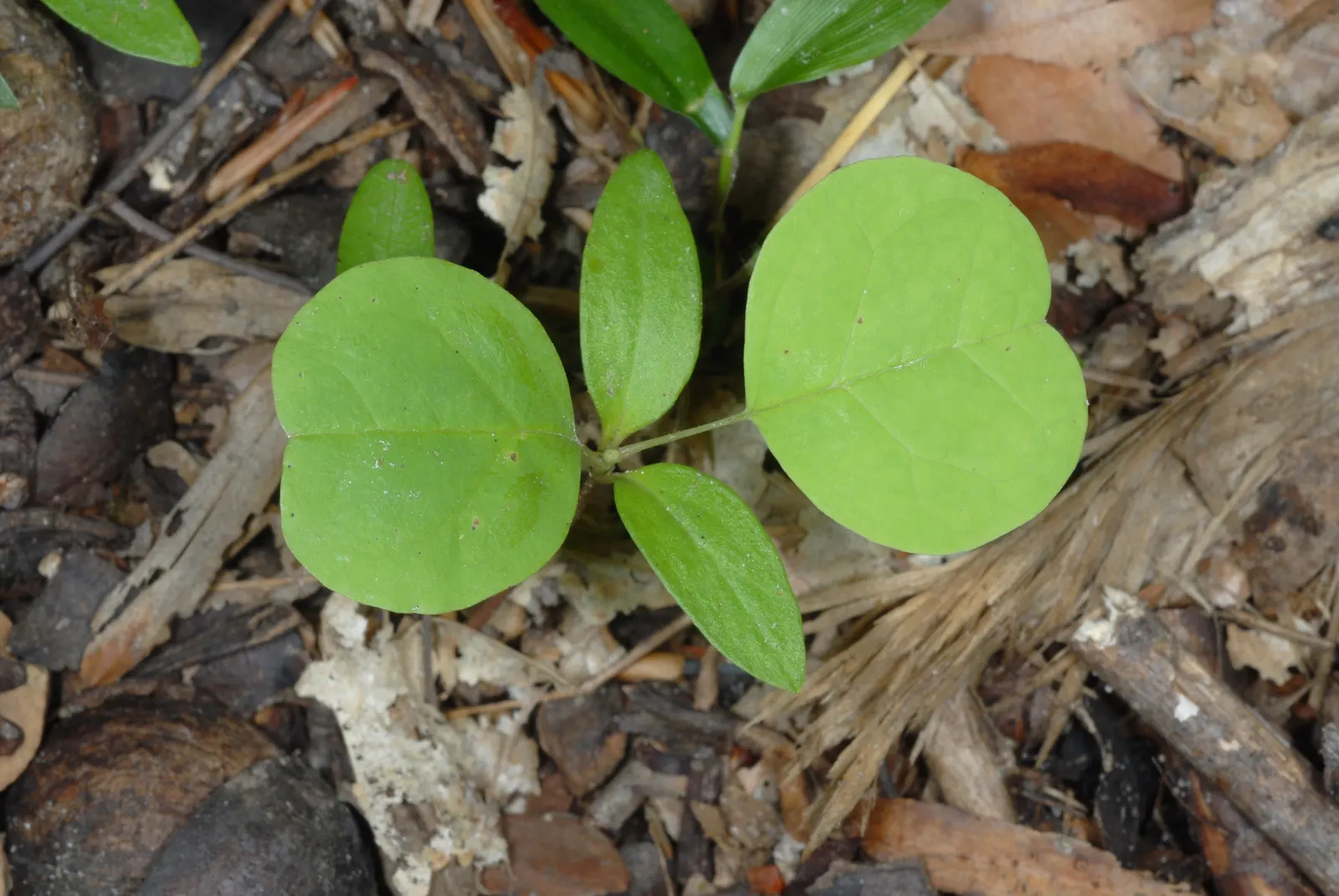 Tulip Tree (Liriodendron Tulipifera) — it serves excellently as a specimen or shade tree; the canopy spread can be quite generous, image 110