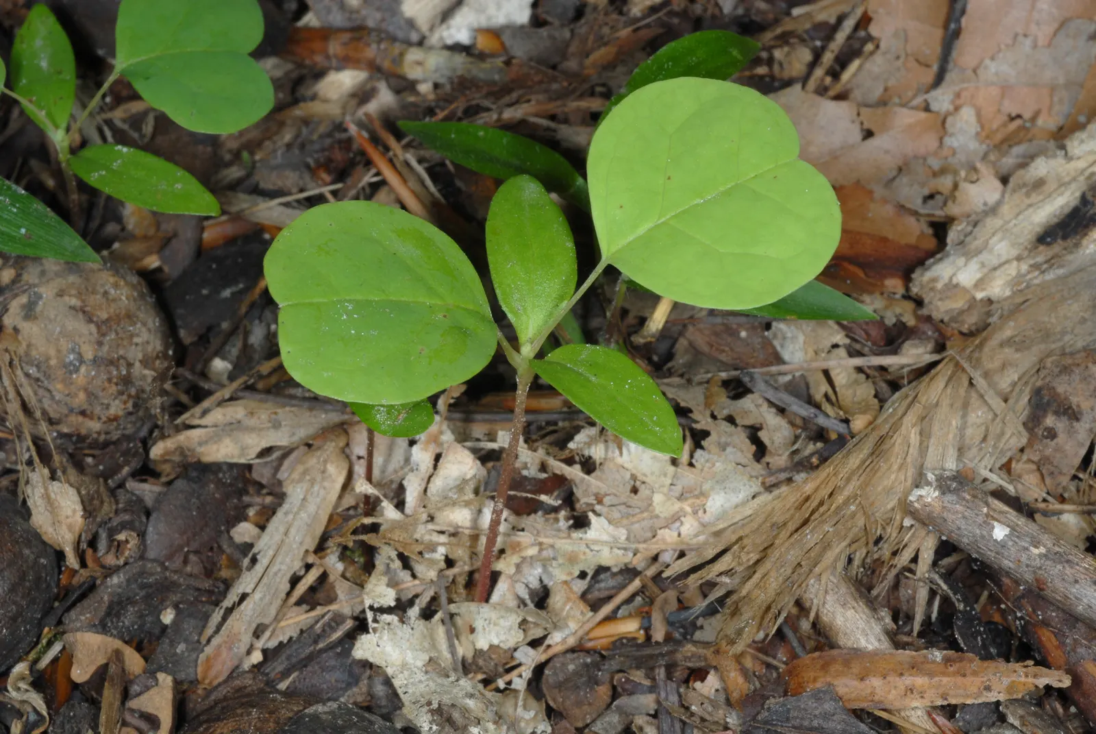 Tulip Tree (Liriodendron Tulipifera) — The canopy spread can be quite generous; the Tulip Tree (Liriodendron tulipifera)