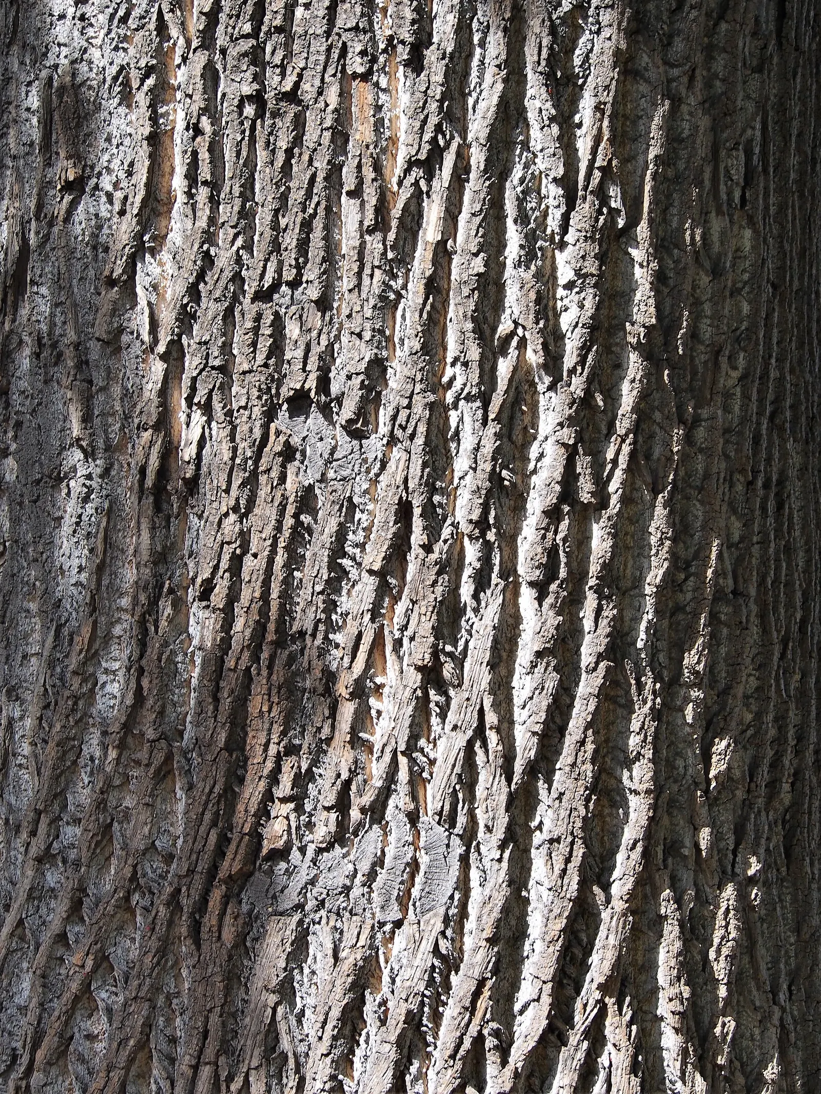 Tulip Tree (Liriodendron Tulipifera) — Come late spring to early summer; when incorporating the Tulip Tree into landscapes, image 74