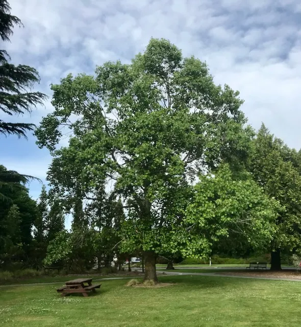 Tulip Tree (Liriodendron Tulipifera) — When incorporating the Tulip Tree into landscapes; it offers rapid growth and a tall, image 109