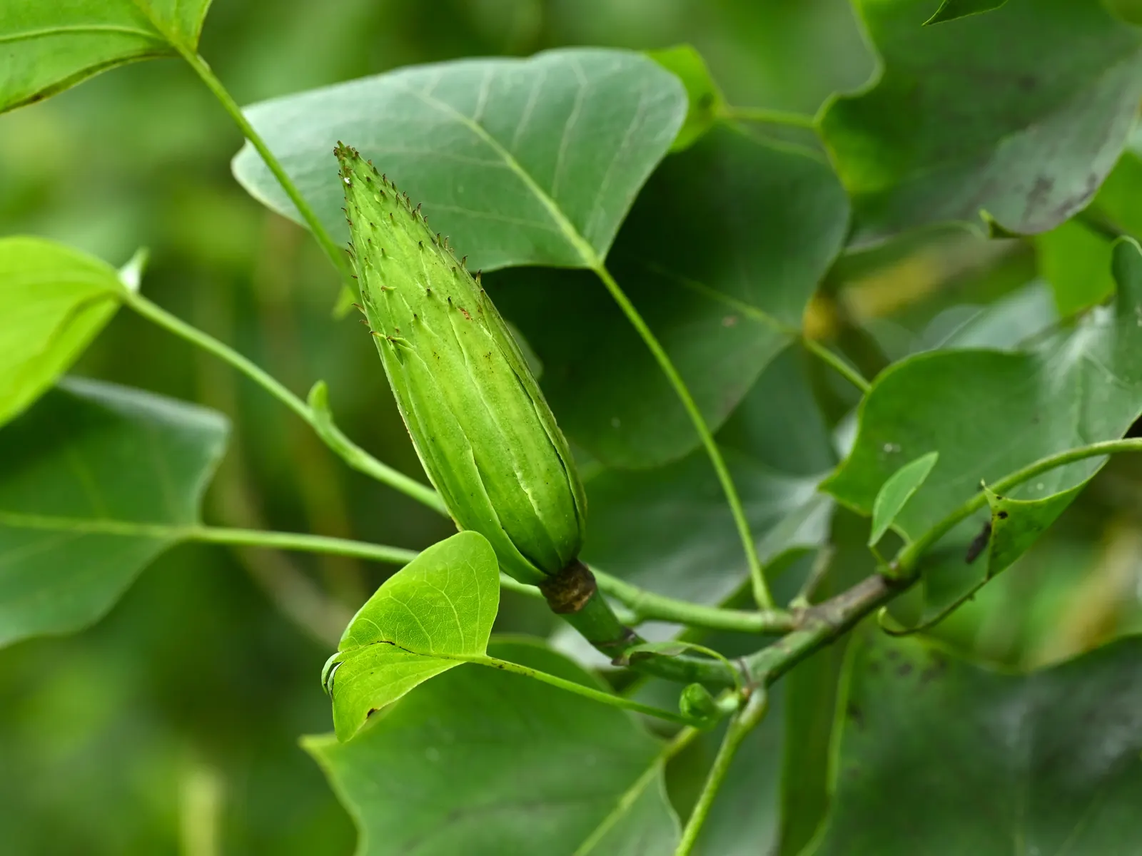 Tulip Tree (Liriodendron Tulipifera) — creating a vibrant green canopy in the summer that turns to a brilliant yellow hue in the fall, image 44