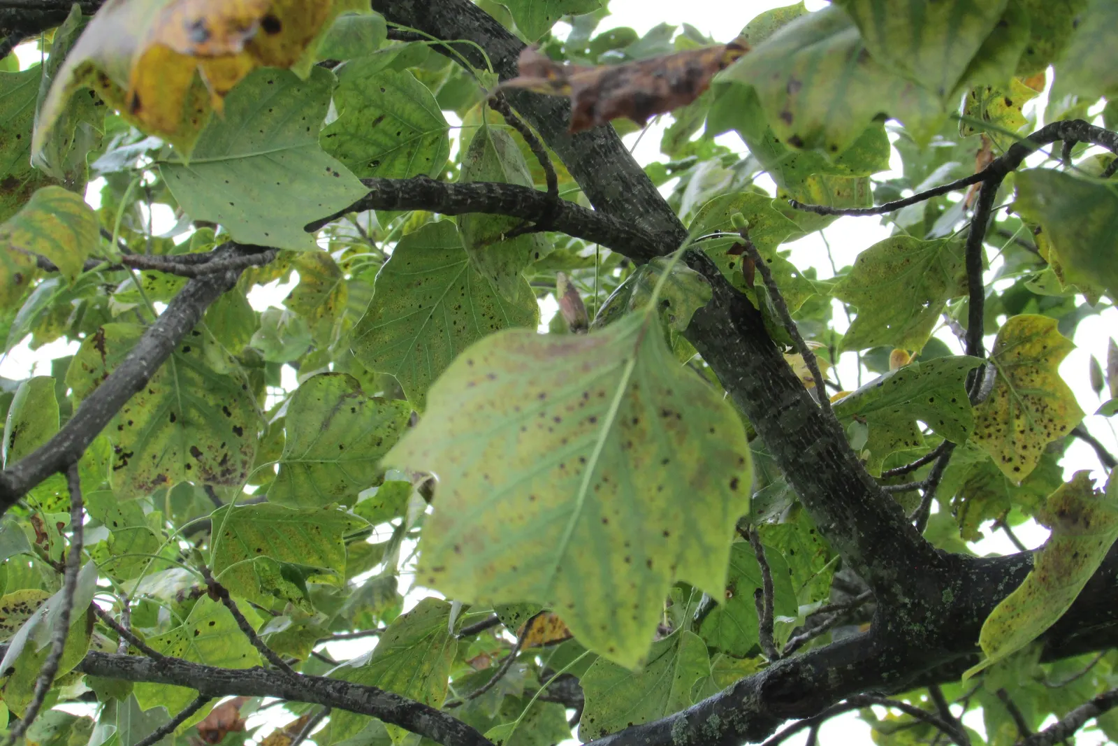 Tulip Tree (Liriodendron Tulipifera) — it soars to impressive heights ranging from 70 to 100 feet; come late spring to early summer, image 98