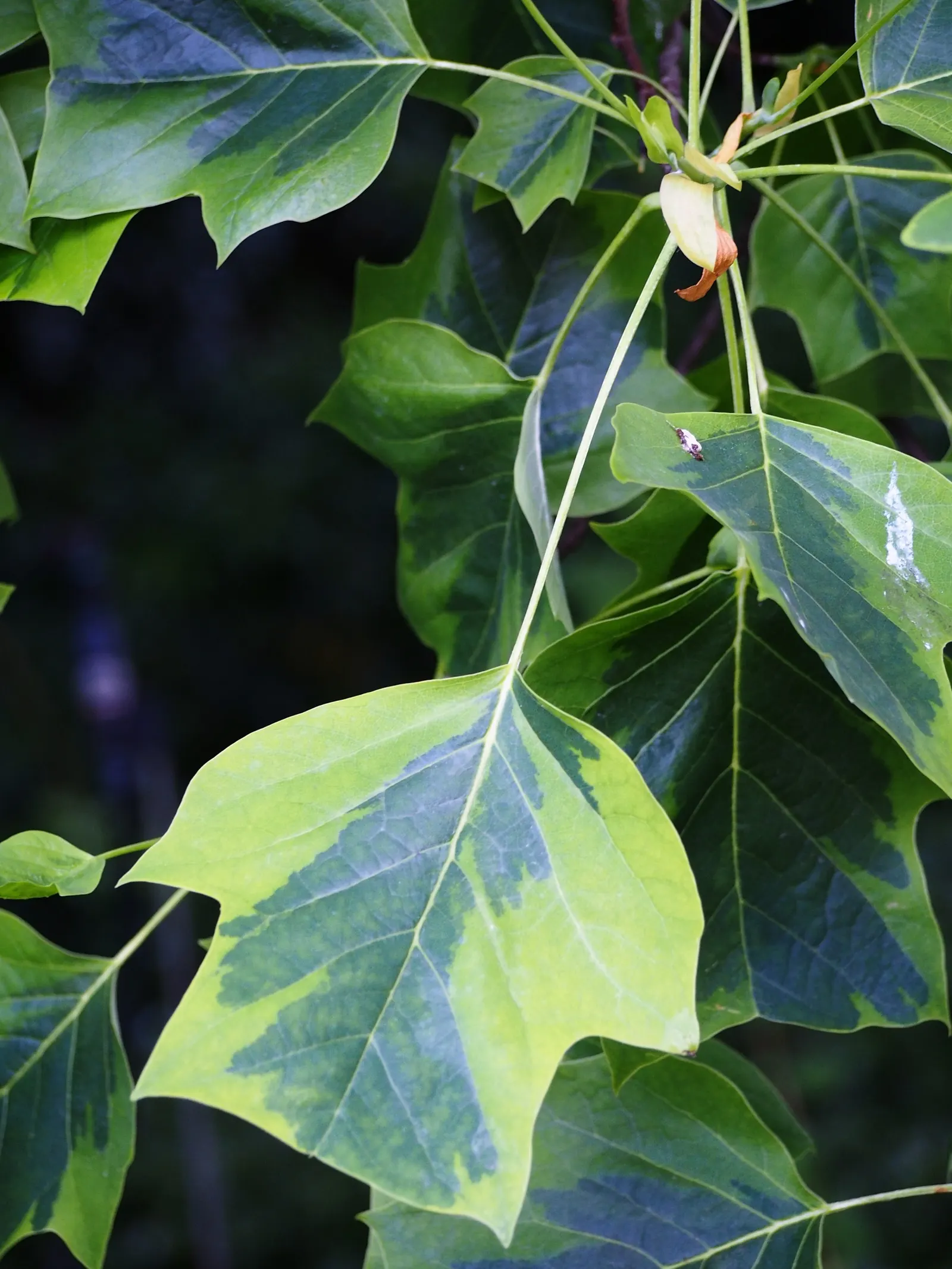 Tulip Tree (Liriodendron Tulipifera) — Come late spring to early summer; when incorporating the Tulip Tree into landscapes, image 103