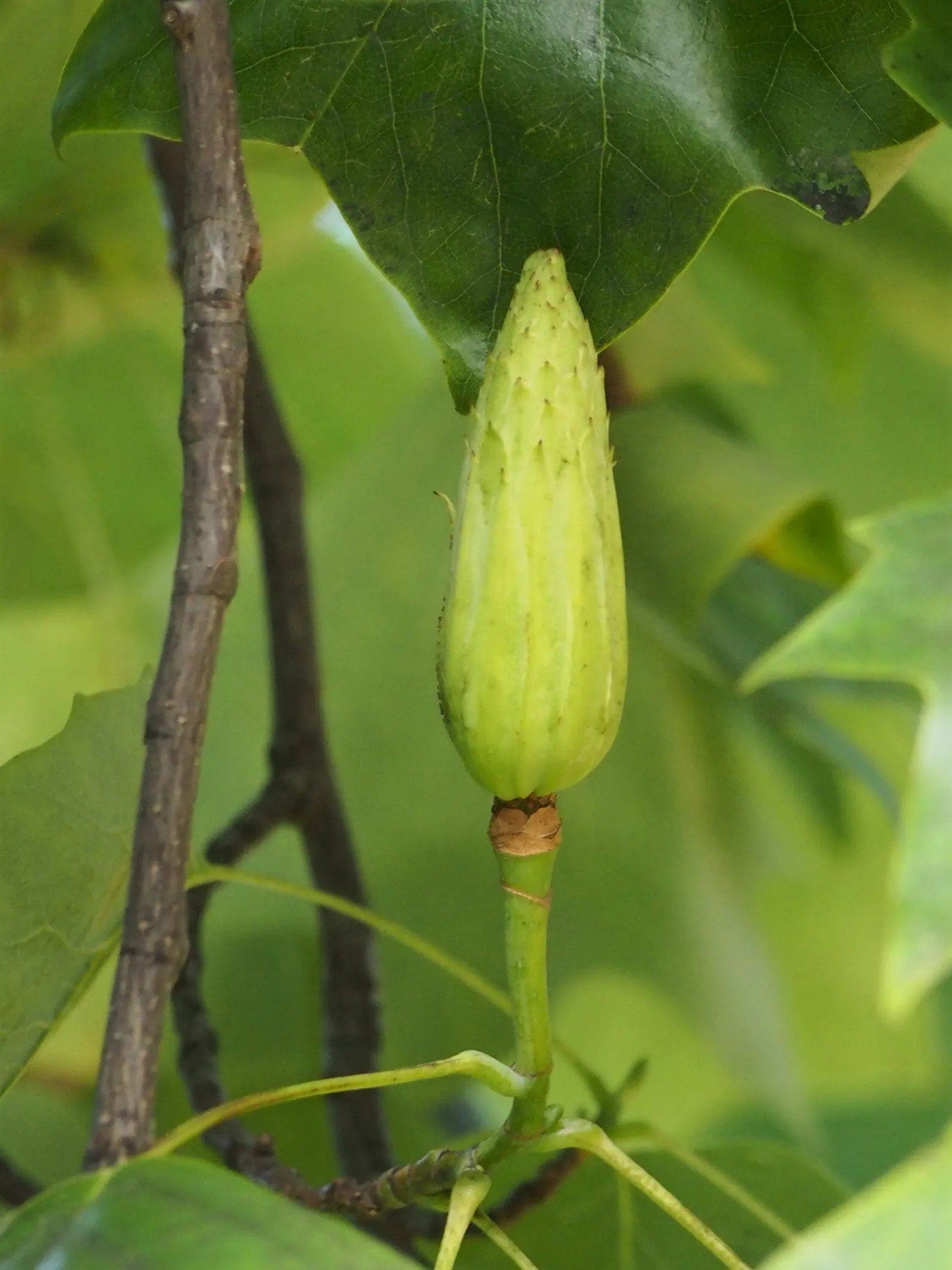 Tulip Tree (Liriodendron Tulipifera) — the Tulip Tree prefers full sun to partial shade and well-drained; which are four-lobed and measure about 4 to 8 inches