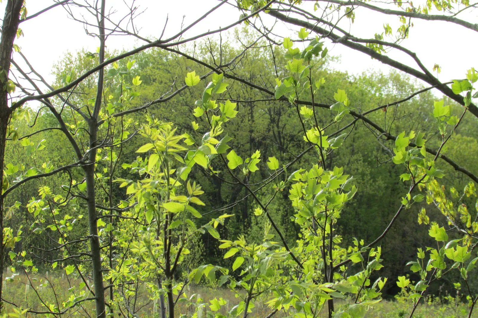 Tulip Tree (Liriodendron Tulipifera) — This species is native to the Eastern United States and is a member of the magnolia family; is a remarkable, image 97