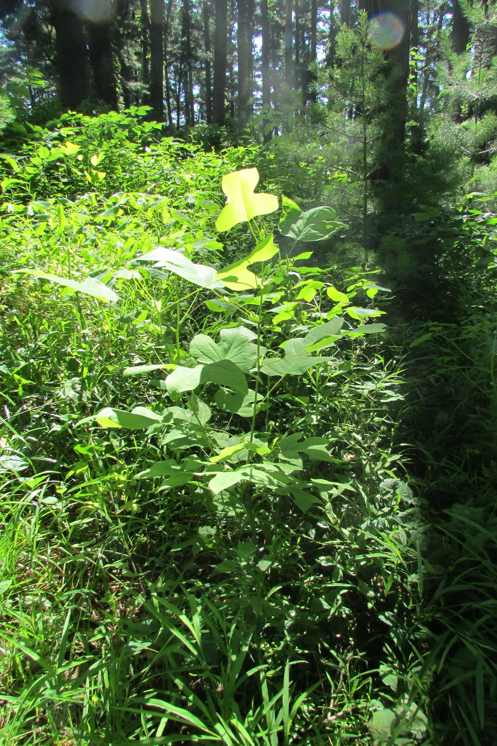 Tulip Tree (Liriodendron Tulipifera) — and moist soil conditions
