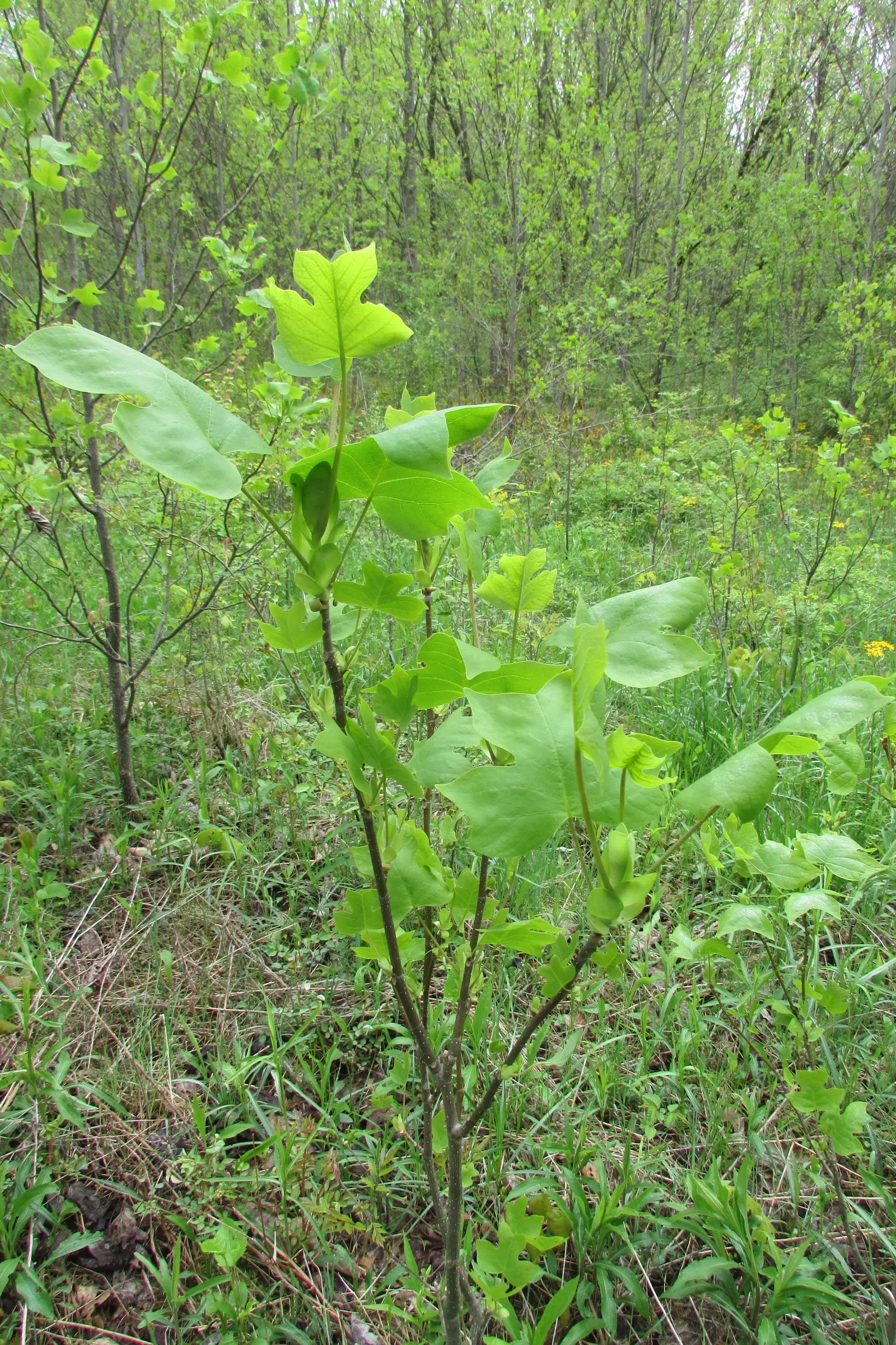 Tulip Tree (Liriodendron Tulipifera) — creating a vibrant green canopy in the summer that turns to a brilliant yellow hue in the fall