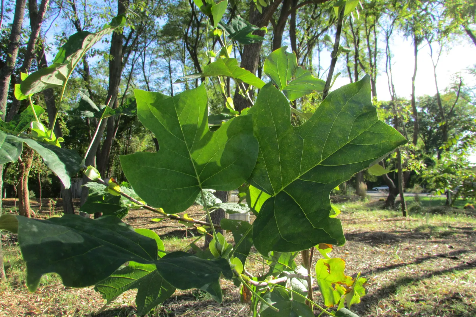 Tulip Tree (Liriodendron Tulipifera) — the Tulip Tree lives up to its name by producing a plethora of tulip-like flowers; tree for full, image 75
