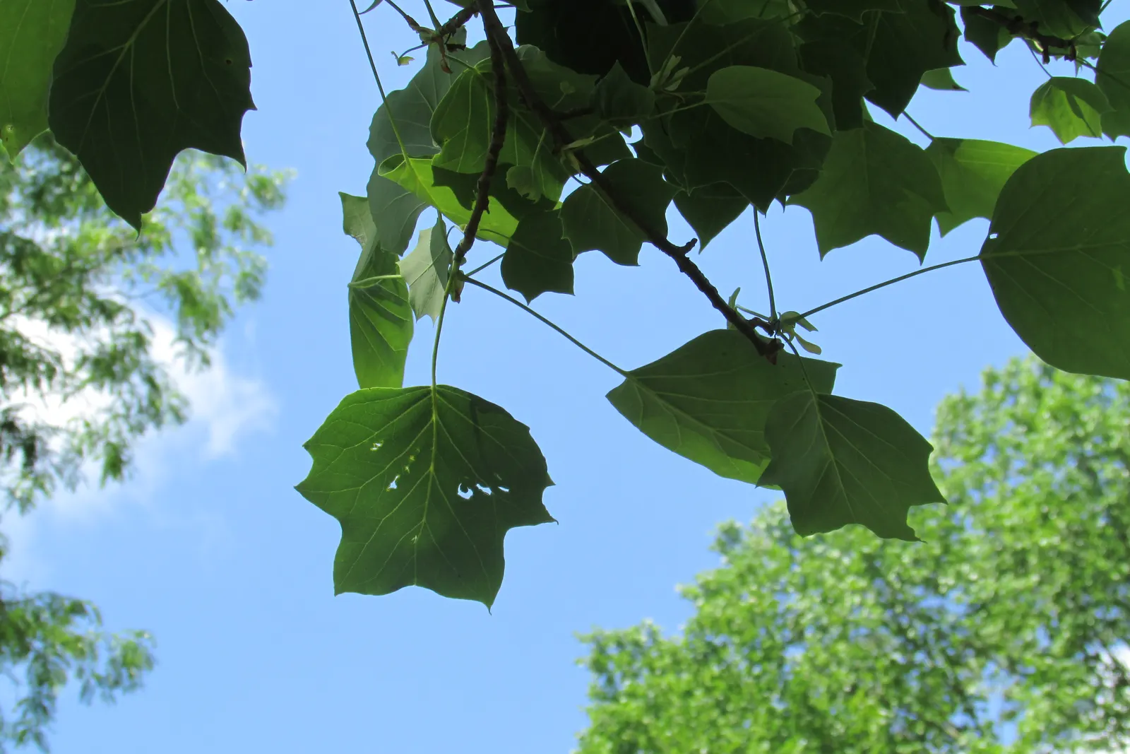 Tulip Tree (Liriodendron Tulipifera) — The Tulip Tree (Liriodendron tulipifera); notable for its unique tulip-shaped flowers with greenish-yellow, image 146
