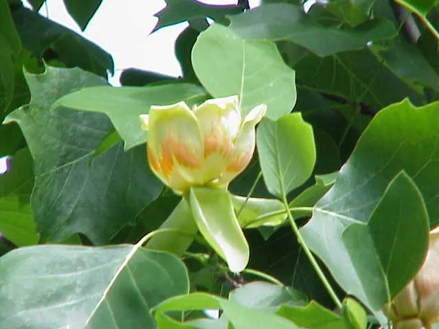 Tulip Tree (Liriodendron Tulipifera) — it serves excellently as a specimen or shade tree; the canopy spread can be quite generous, image 139
