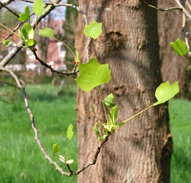 Tulip Tree (Liriodendron Tulipifera) — Careful consideration should be given to its placement due to its large size at maturity