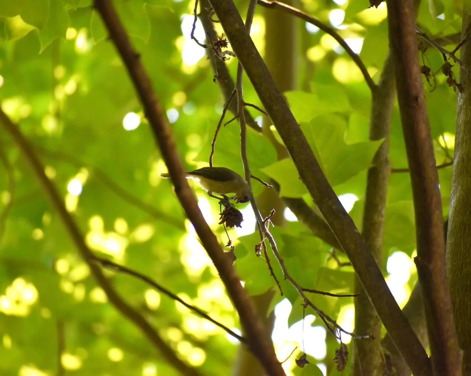 Tulip Tree (Liriodendron Tulipifera) — Careful consideration should be given to its placement due to its large size at maturity; green and yellow flowers in