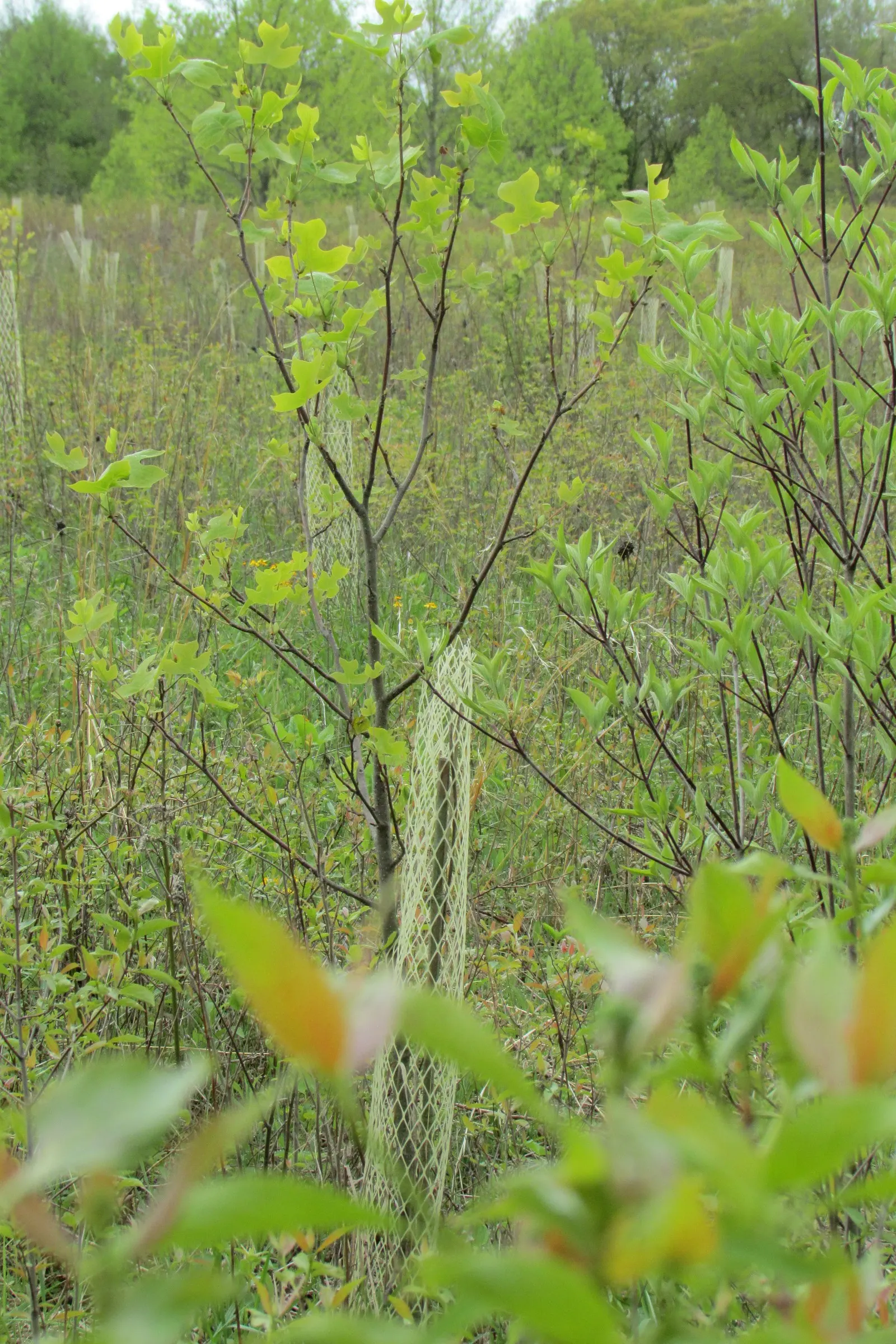 Tulip Tree (Liriodendron Tulipifera) — The canopy spread can be quite generous; the Tulip Tree (Liriodendron tulipifera), image 129
