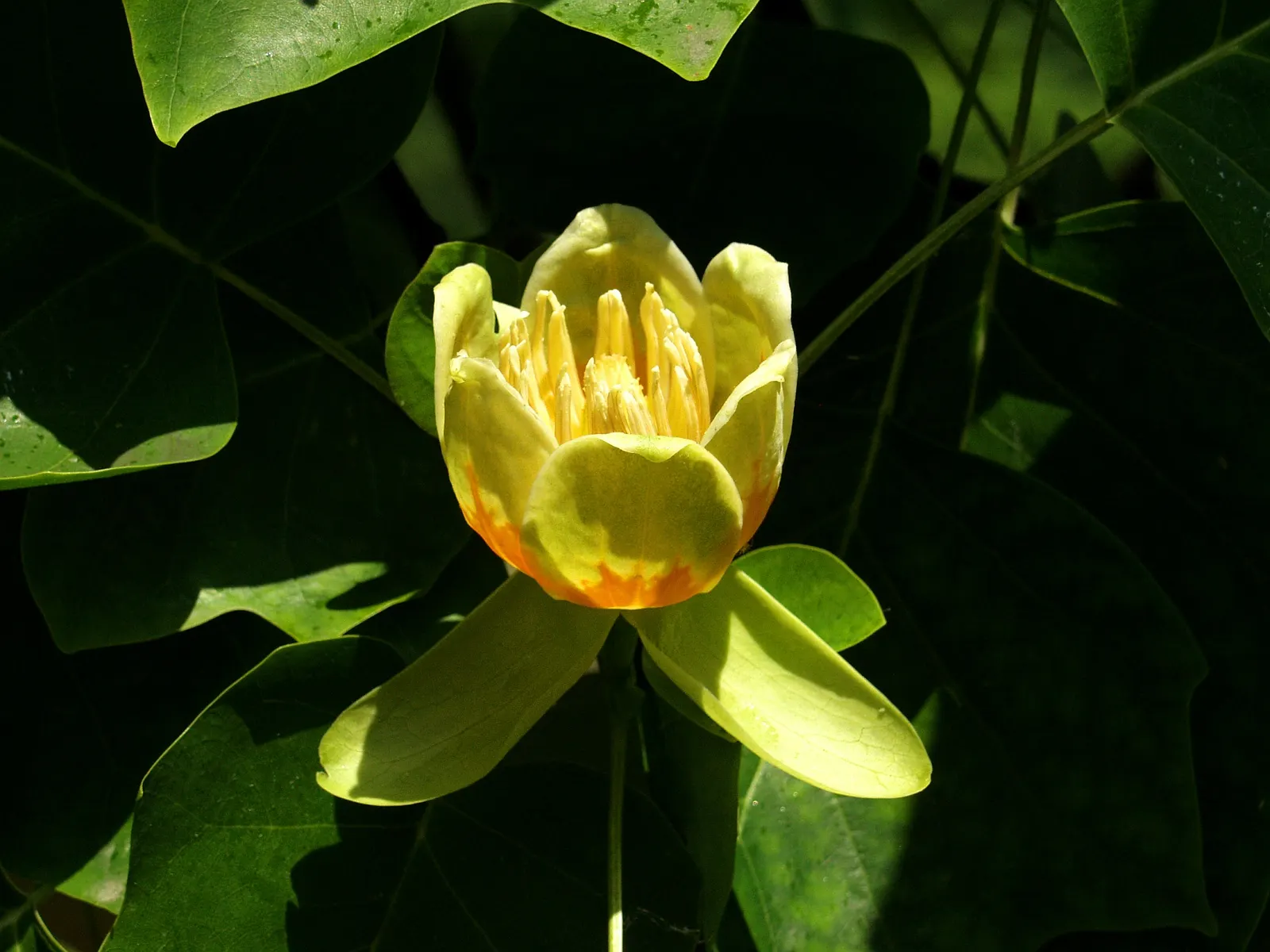 Tulip Tree (Liriodendron Tulipifera) — tree for full; making it more suitable for sizable estates or public parks rather than small residential gardens