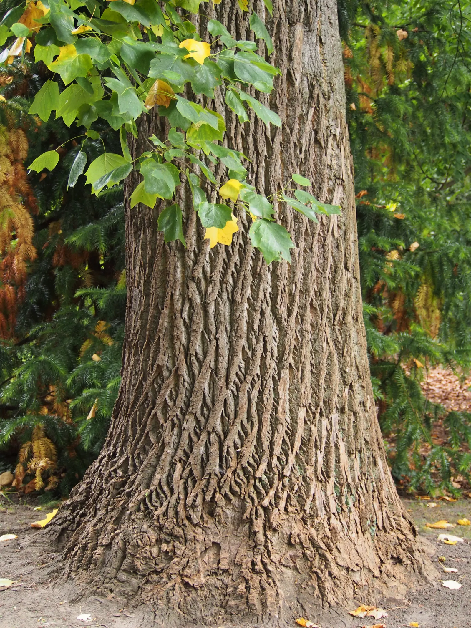 Tulip Tree (Liriodendron Tulipifera) — is a majestic deciduous hardwood; these blossoms are 2 to 3 inches in length