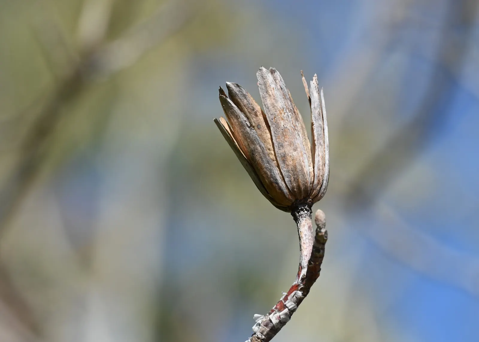 Tulip Tree (Liriodendron Tulipifera) — and moist soil conditions; it requires ample space for growth, both above and below ground, as it possesses a deep root