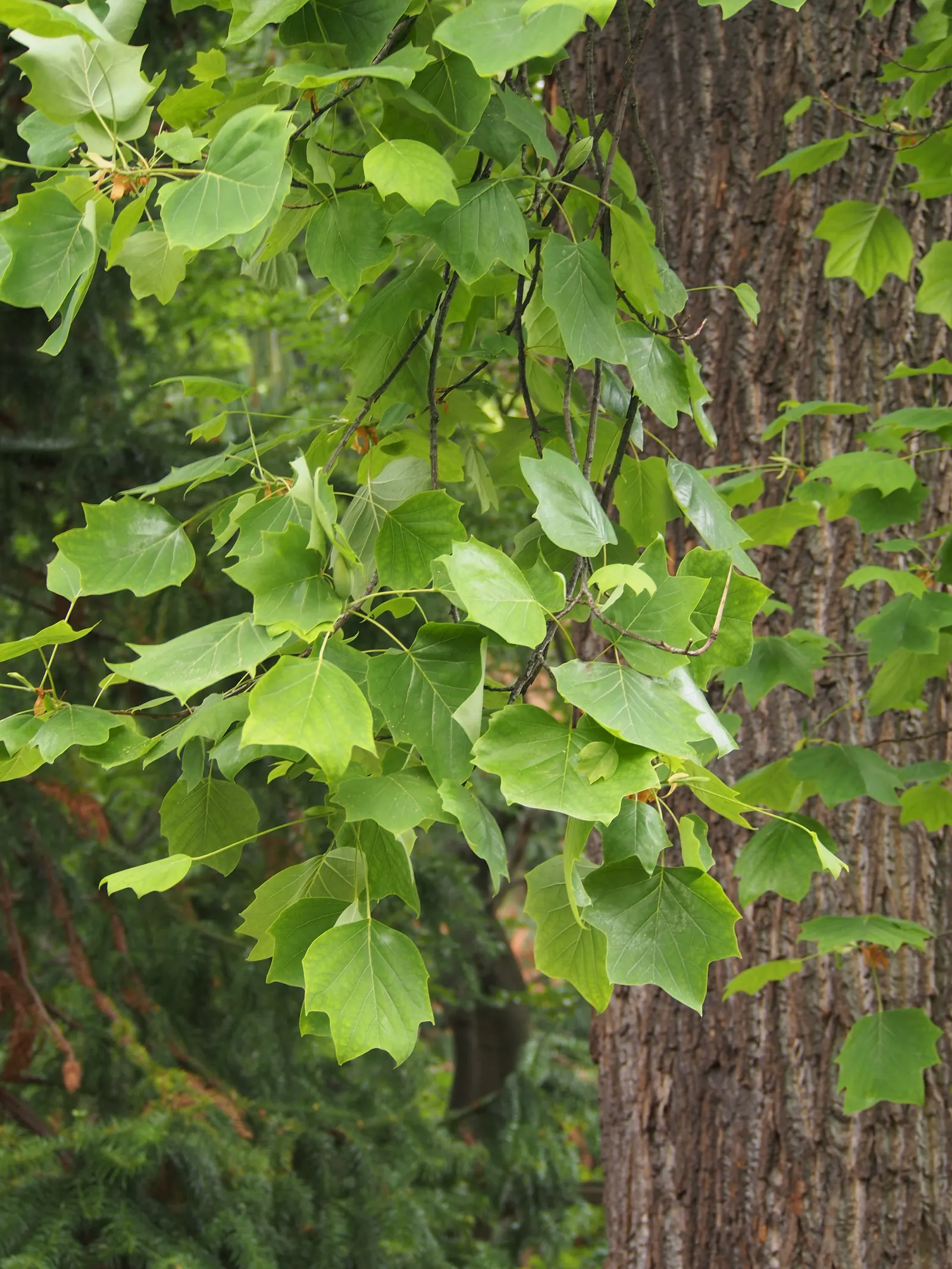 Tulip Tree (Liriodendron Tulipifera) — is a majestic deciduous hardwood