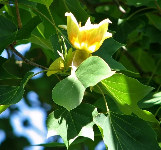 Tulip Tree (Liriodendron Tulipifera) — which are four-lobed and measure about 4 to 8 inches across; scientifically known as Liriodendron tulipifera
