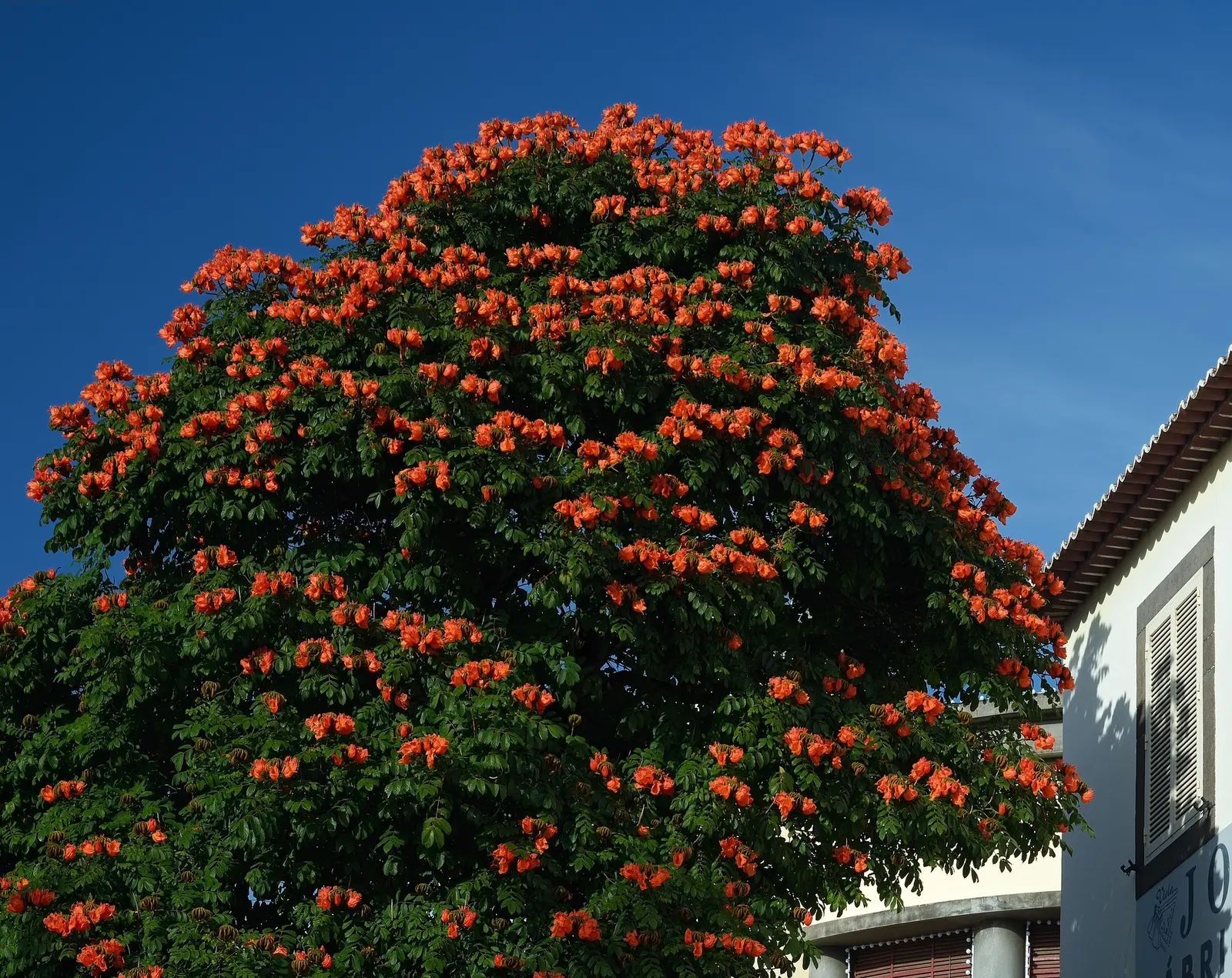 Tulip Tree (Liriodendron Tulipifera) — is a majestic deciduous hardwood; these blossoms are 2 to 3 inches in length, image 148