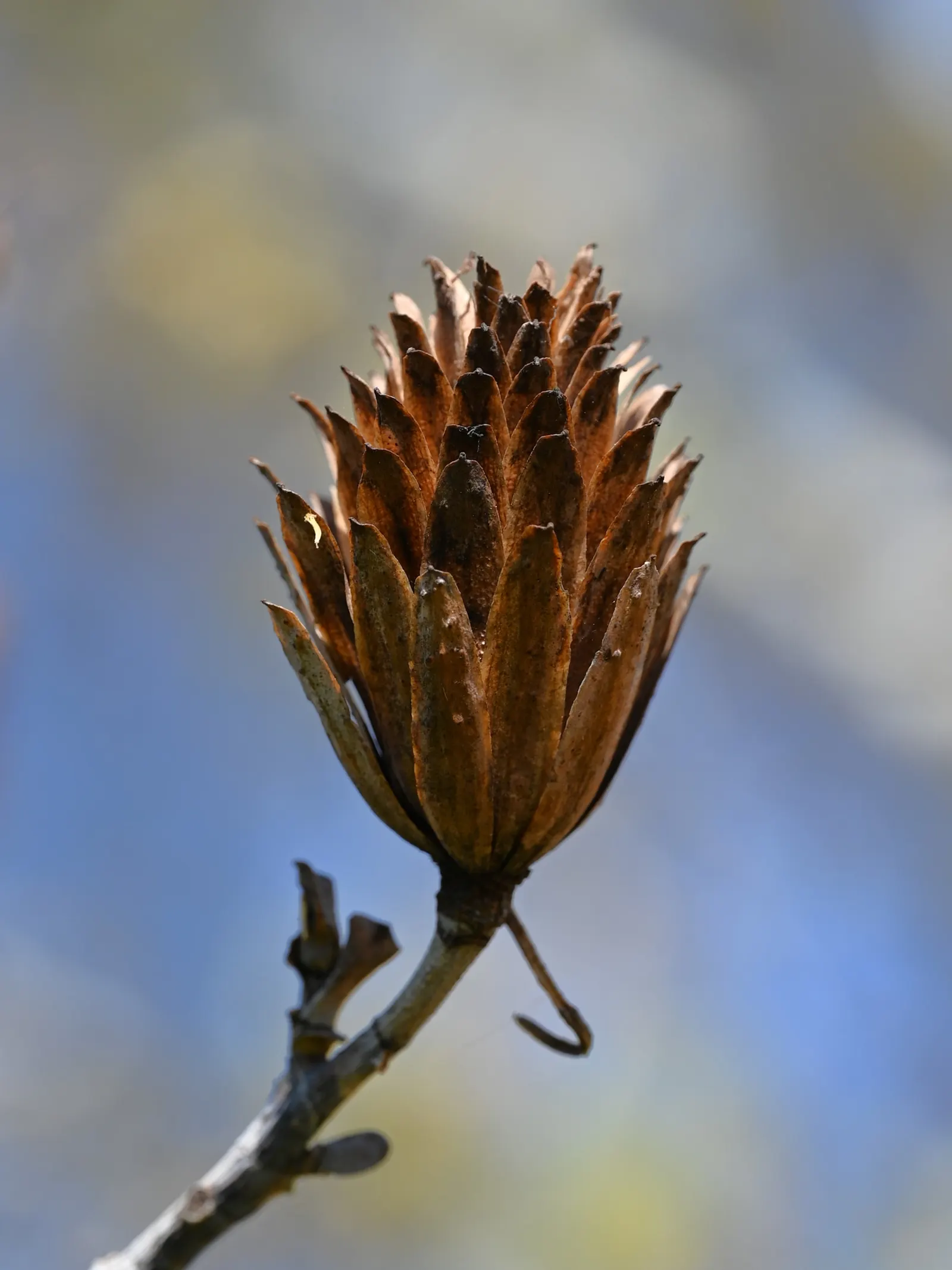 Tulip Tree (Liriodendron Tulipifera) — The four-lobed leaves turn golden yellow in fall; is a majestic deciduous hardwood