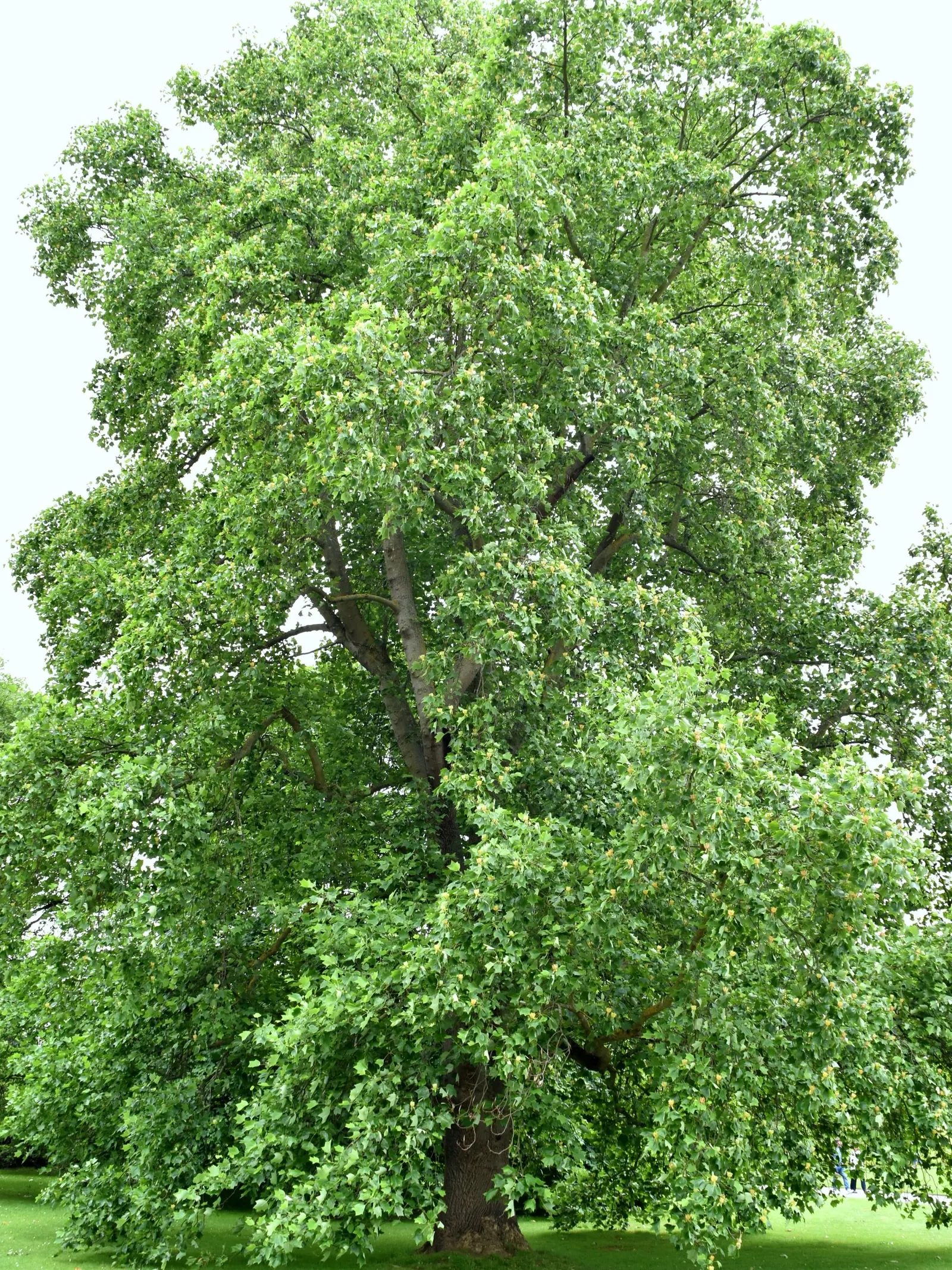 Tulip Tree (Liriodendron Tulipifera) — it offers rapid growth and a tall; this species is native to the Eastern United States and is a member of, image 64