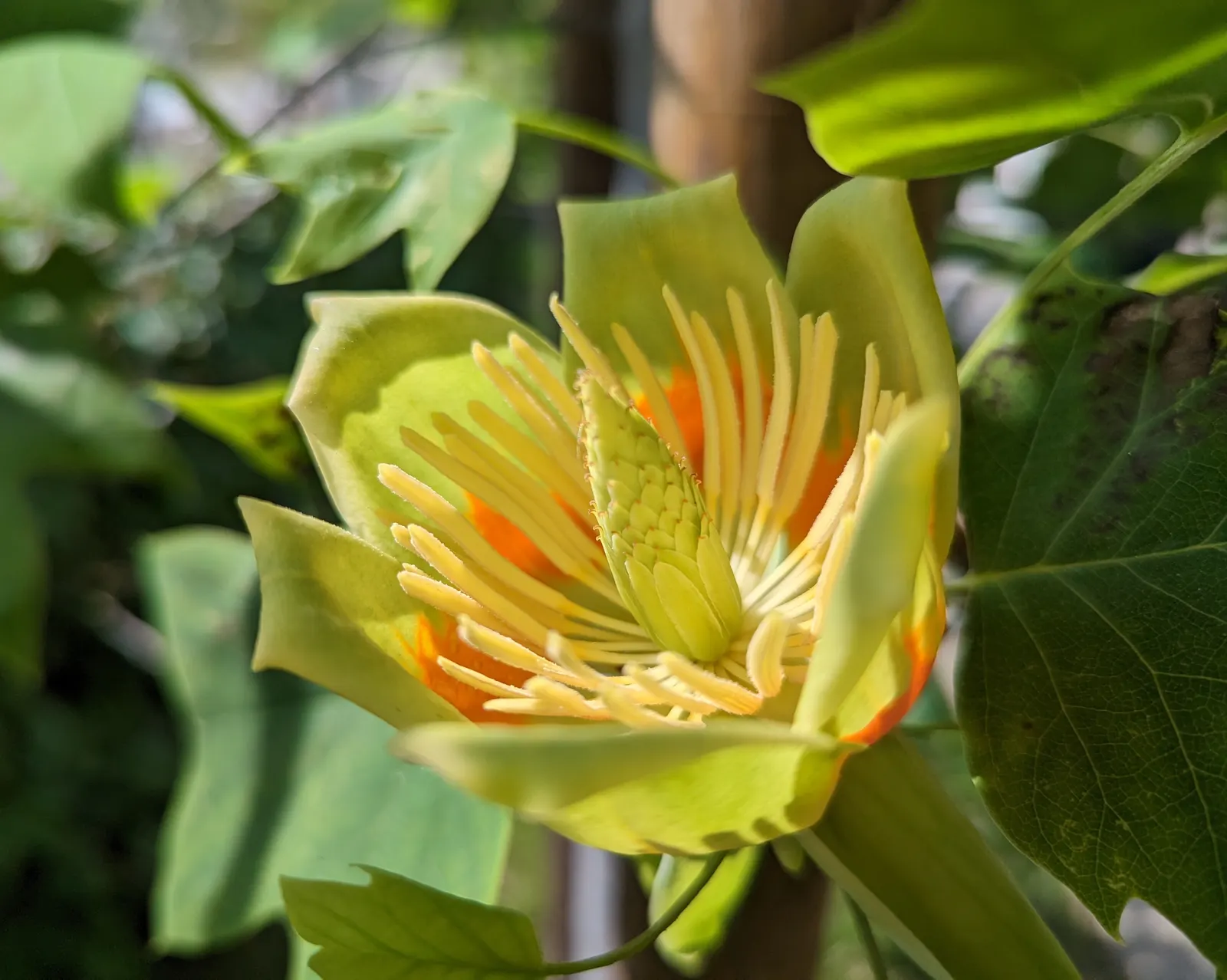Tulip Tree (Liriodendron Tulipifera) — Notable for its unique tulip-shaped flowers with greenish-yellow petals and orange bases, it blooms in, image 62
